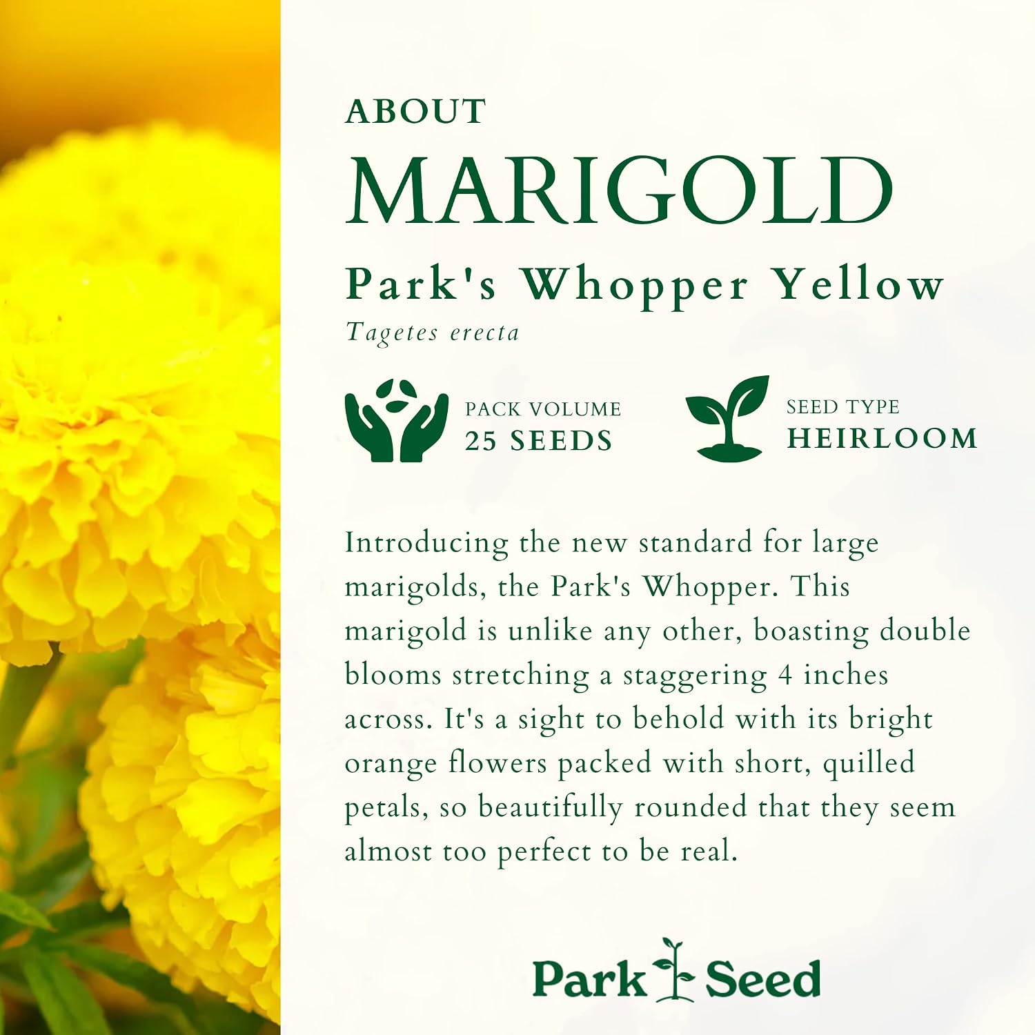 Park Seed Whopper Mix Marigold Flower Seeds – Giant 4-Inch Double Blooms in Yellow, Gold & Orange, Compact and Weather-Resistant Plants, Easy to Grow for Beds or Containers – Pack of 25