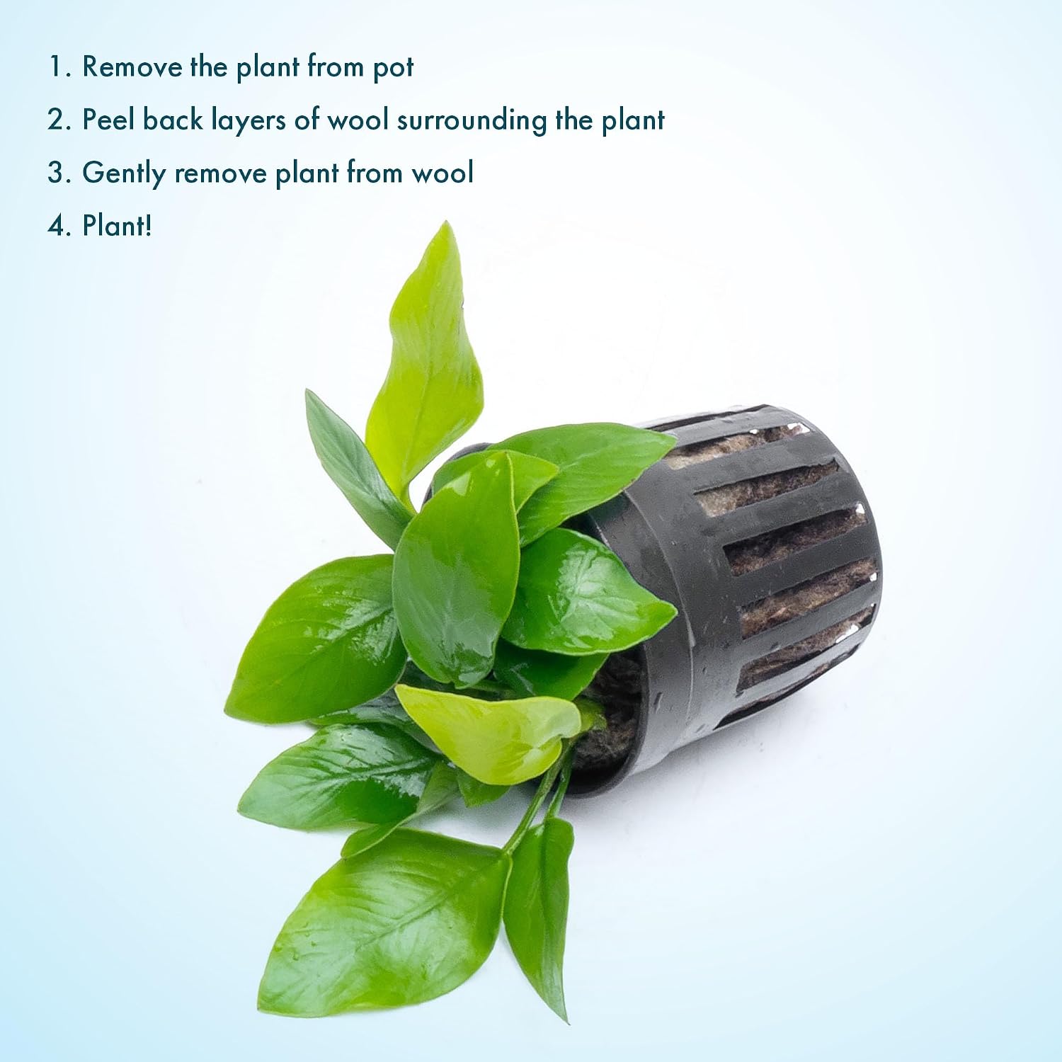 Anubias Nana Live Aquarium Plants - Potted Freshwater Plant for Fish Tanks, Terrariums - Beginner Friendly Low Light (1 Pot)