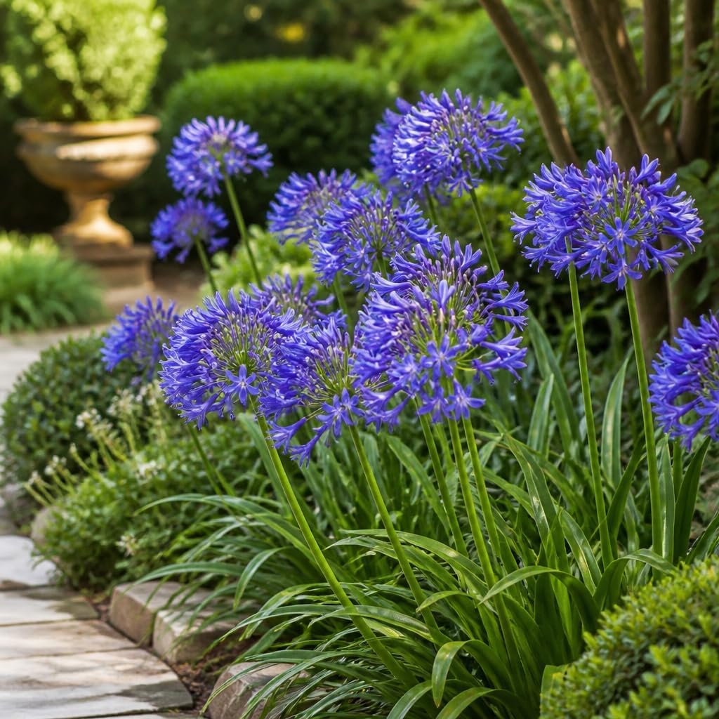 Storm Cloud | 3 Live Plants | Agapanthus Africanus | Drought Tolerant Perennials, Blue Flowering Plant, Long Blooming Garden, Evergreen Foliage