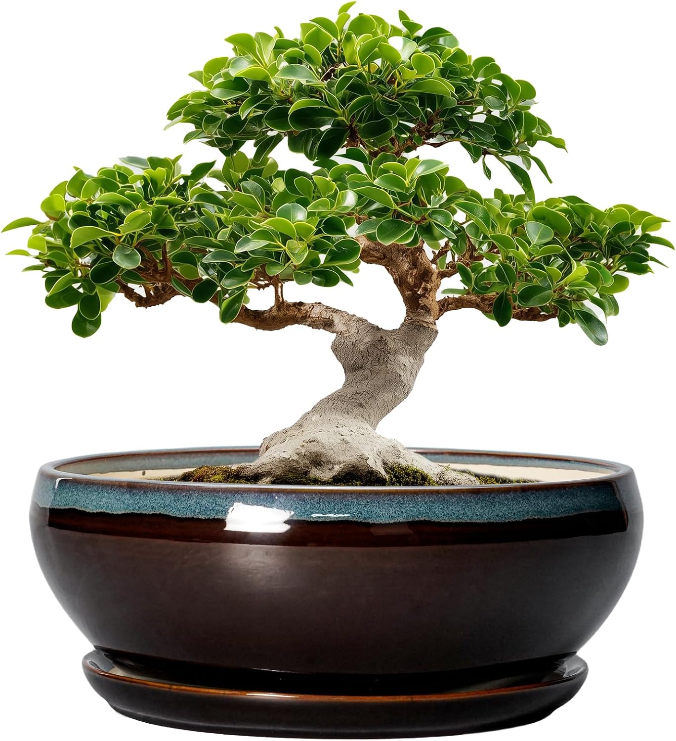 SQOWL 7 Inch Round Ceramic Succulent Planter Pot Drip Glazed Shallow Planter with Drainage Bamboo Tray for Indoor Plants