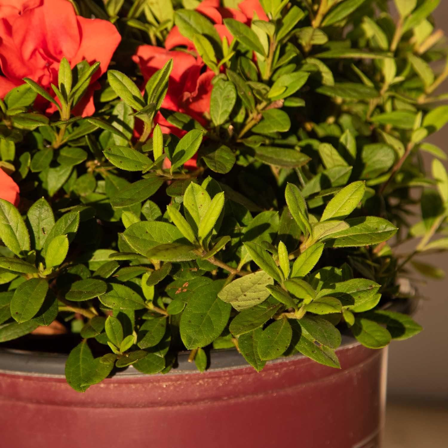 Encore Azalea Autumn Embers (1 Gallon) Red - Orange Flowering Shrub - Full Sun Live Outdoor Plant