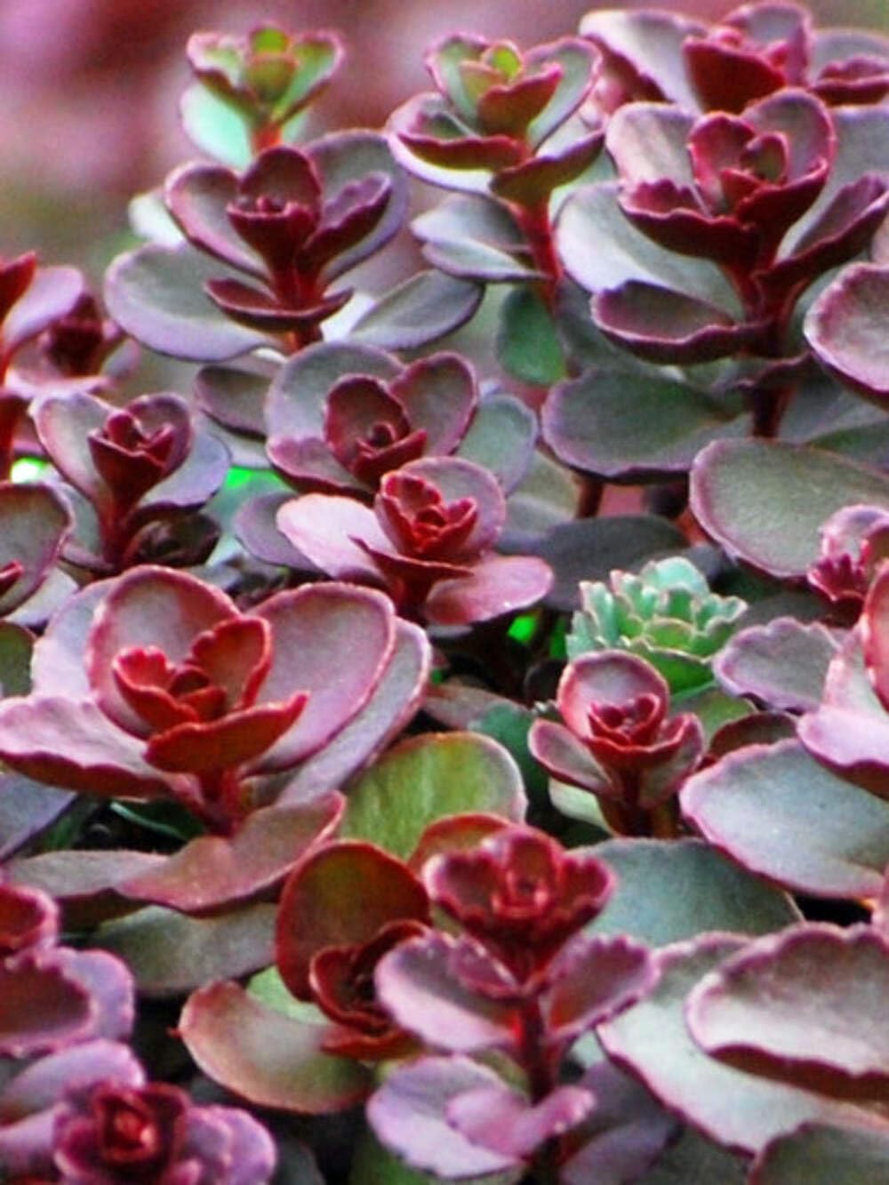 Perennial Farm Marketplace Sedum spurium 'Voodoo' (Stonecrop) Groundcover, 1 Quart, Rosy Red Flowers