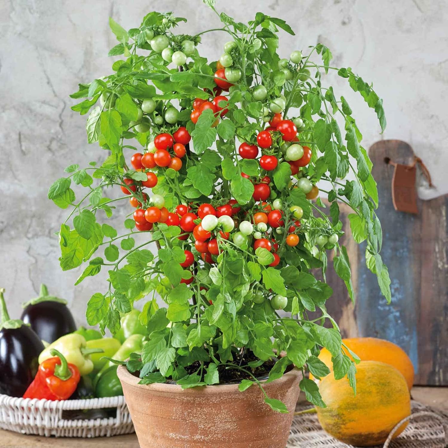 Eden Brothers Tomato Seeds - Persimmon Non-GMO Seeds for Planting, 1 oz | Low-Maintenance Vegetable Seeds, Plant During Warm Season, Zones 10, 3, 4, 5, 6, 7, 8, 9