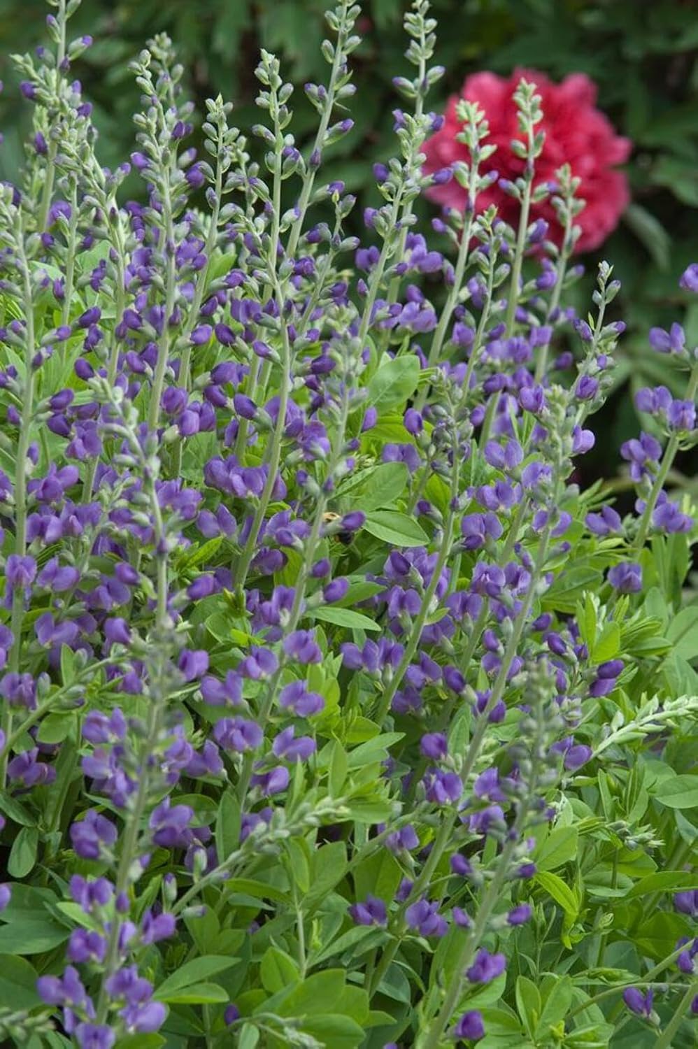 Baptisia Australis (False Indigo) Perennial, Size-#1 Container, Intense Blue Flowers