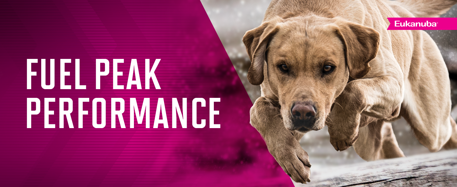 Eukanuba adult dog food premium performance agility hunting dogs
