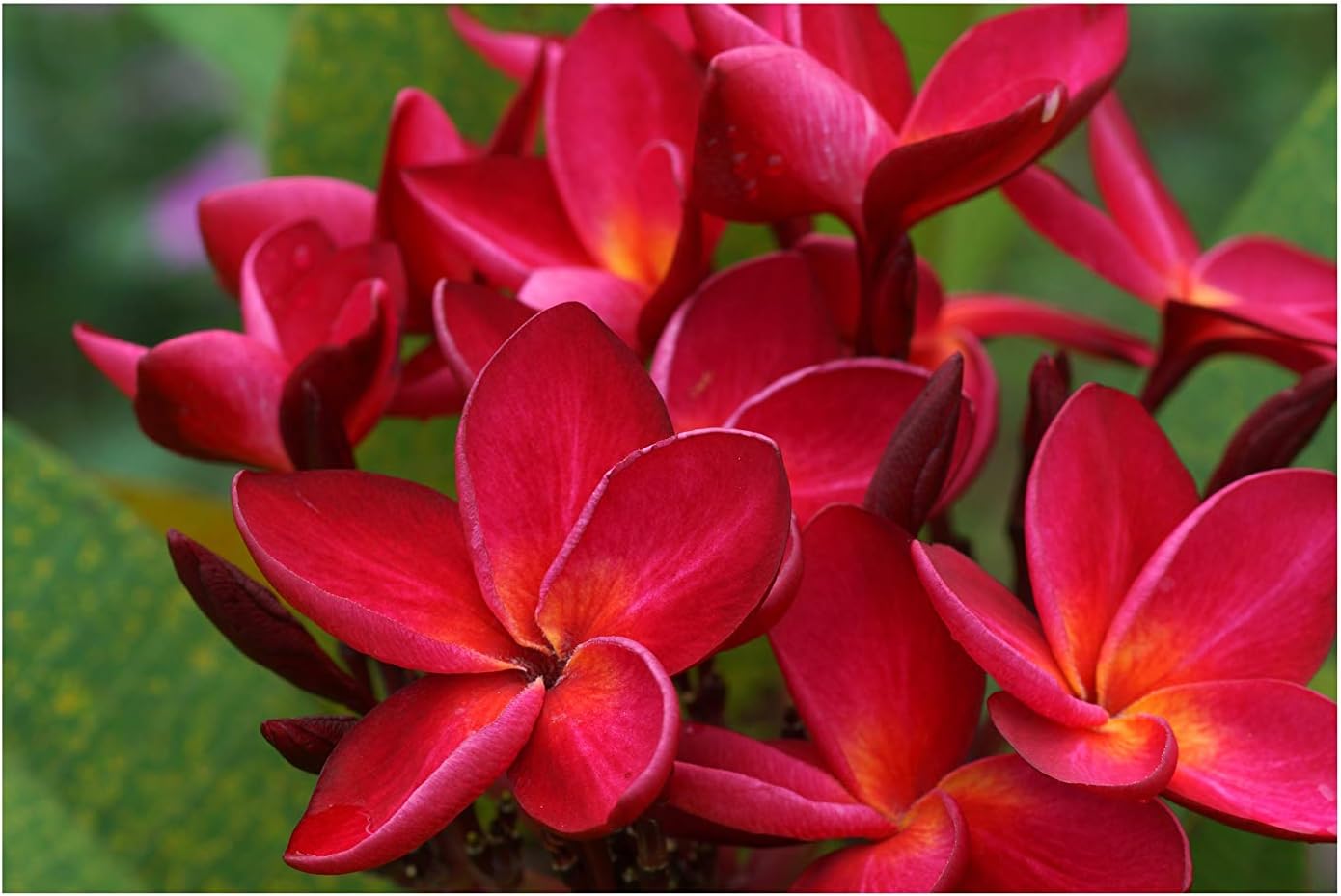 Red Hawaiian Live Plumeria Plant Cutting 9"-12" Long C1 | Discount Hawaiian Gifts Perennial Fragrant Blooms Indoor Outdoor Plants