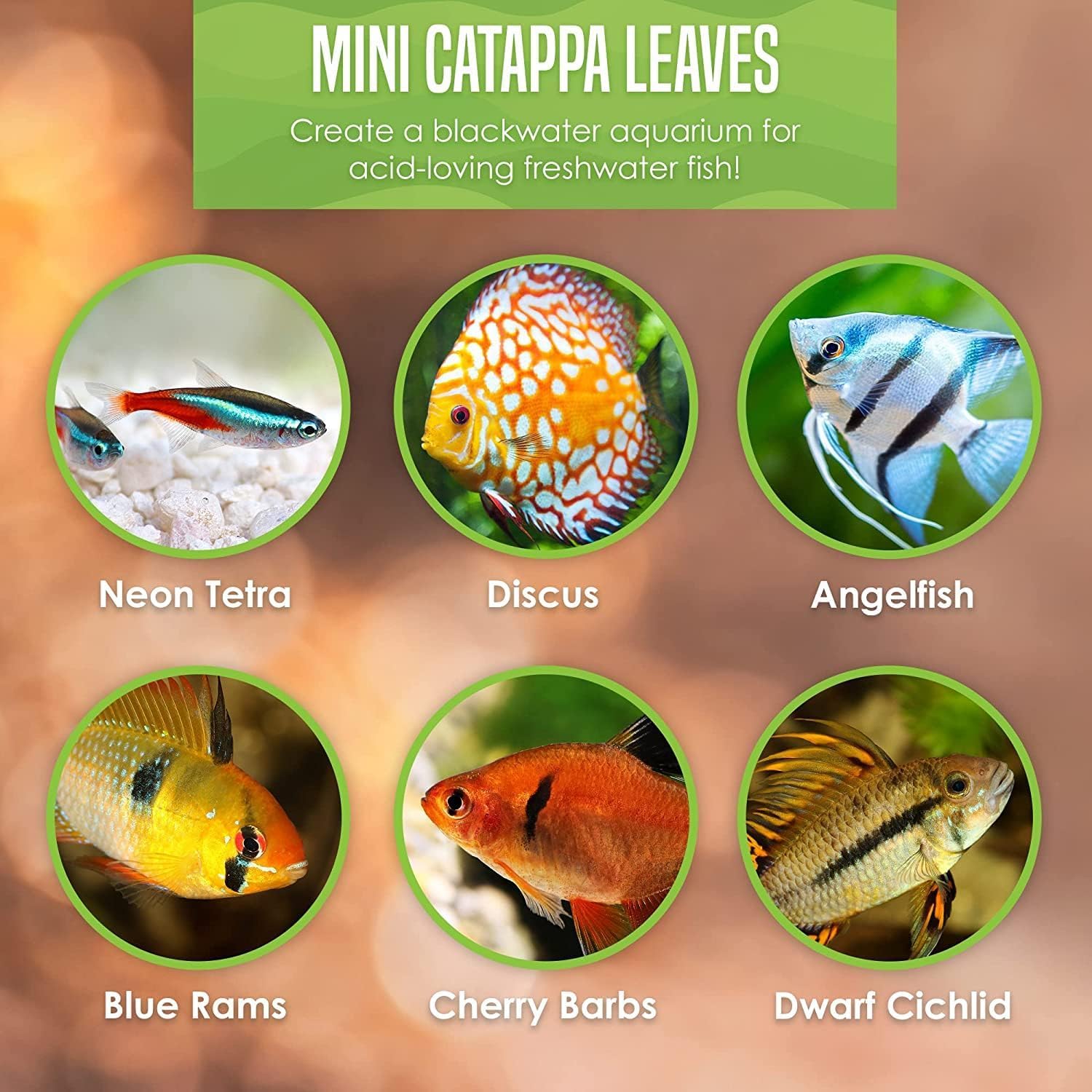 SunGrow 50 pcs Catappa Indian Almond Leaves – 2” Water Conditioner for Betta Fish Tank, Aquarium Leaf for Fish Breeding, Shrimp, Goldfish