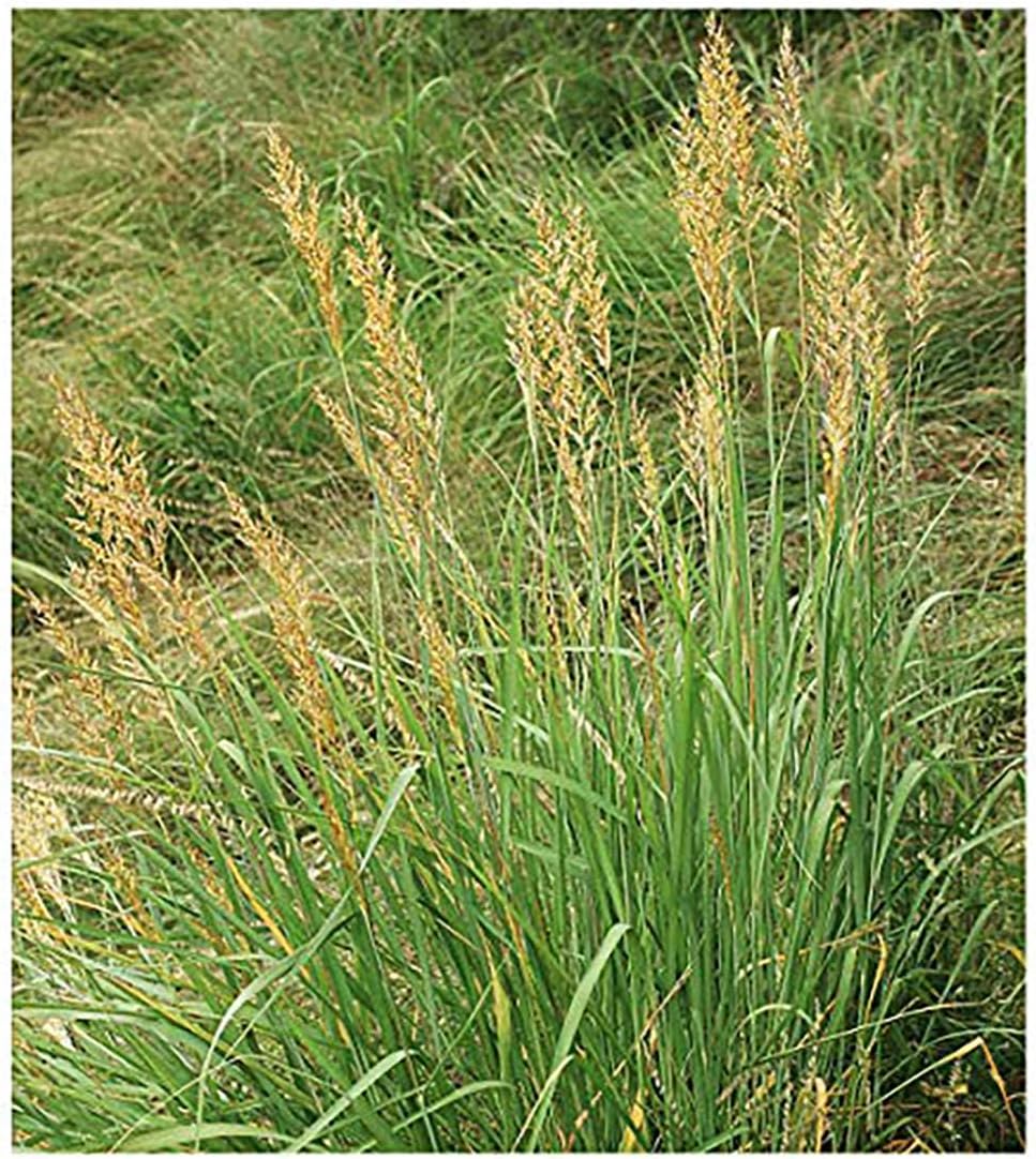 Indiangrass Seeds - Tall Grass Prairie Inhabitant - Can Reach 7 Feet in Height