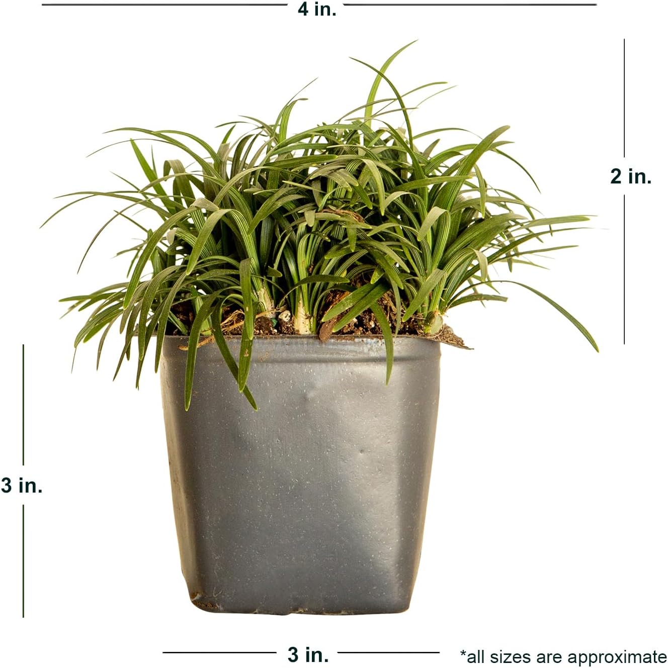 Dwarf Mondo Grass (Ophiopogon japonicus 'Nana') 18 Count Flat, 3.5" pots