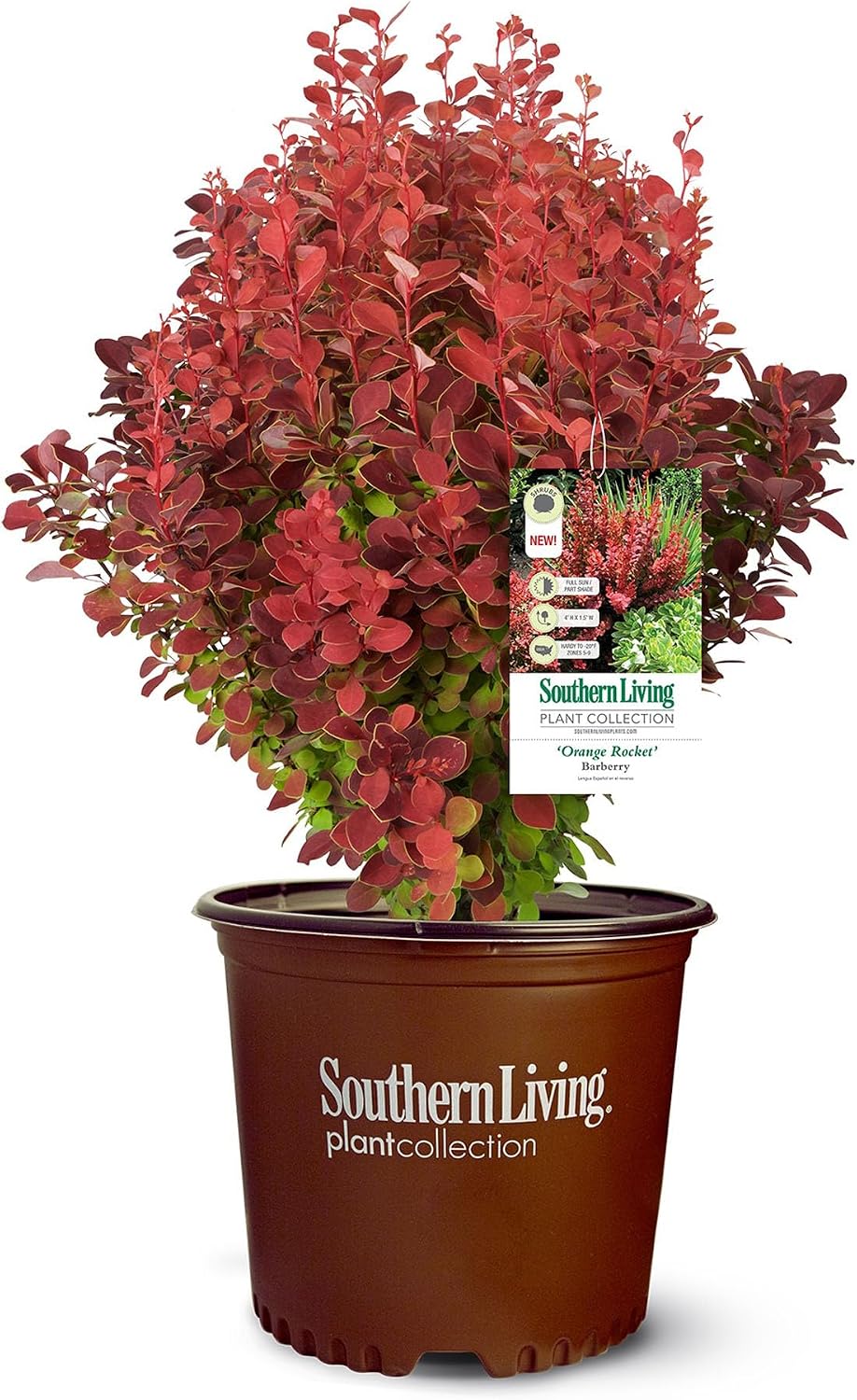 Southern Living 2 Gal. Orange Rocket Barberry Shrub