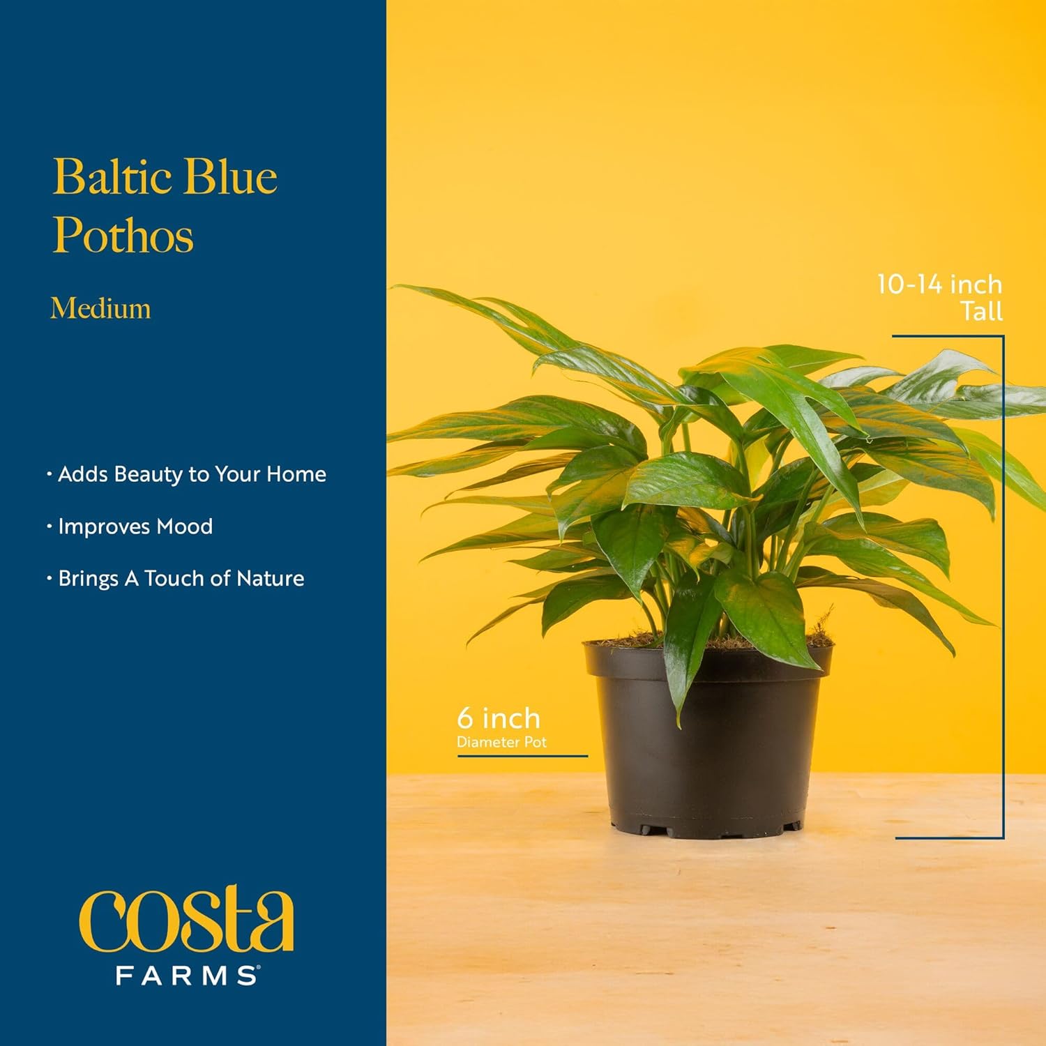 Costa Farms Golden Pothos, Live Indoor Plant, Trailing Vine, Air Purifying | Fast-growing trailing vine, one of the easiest to grow. Great indoor houseplant. Ideal housewarming or birthday gift.