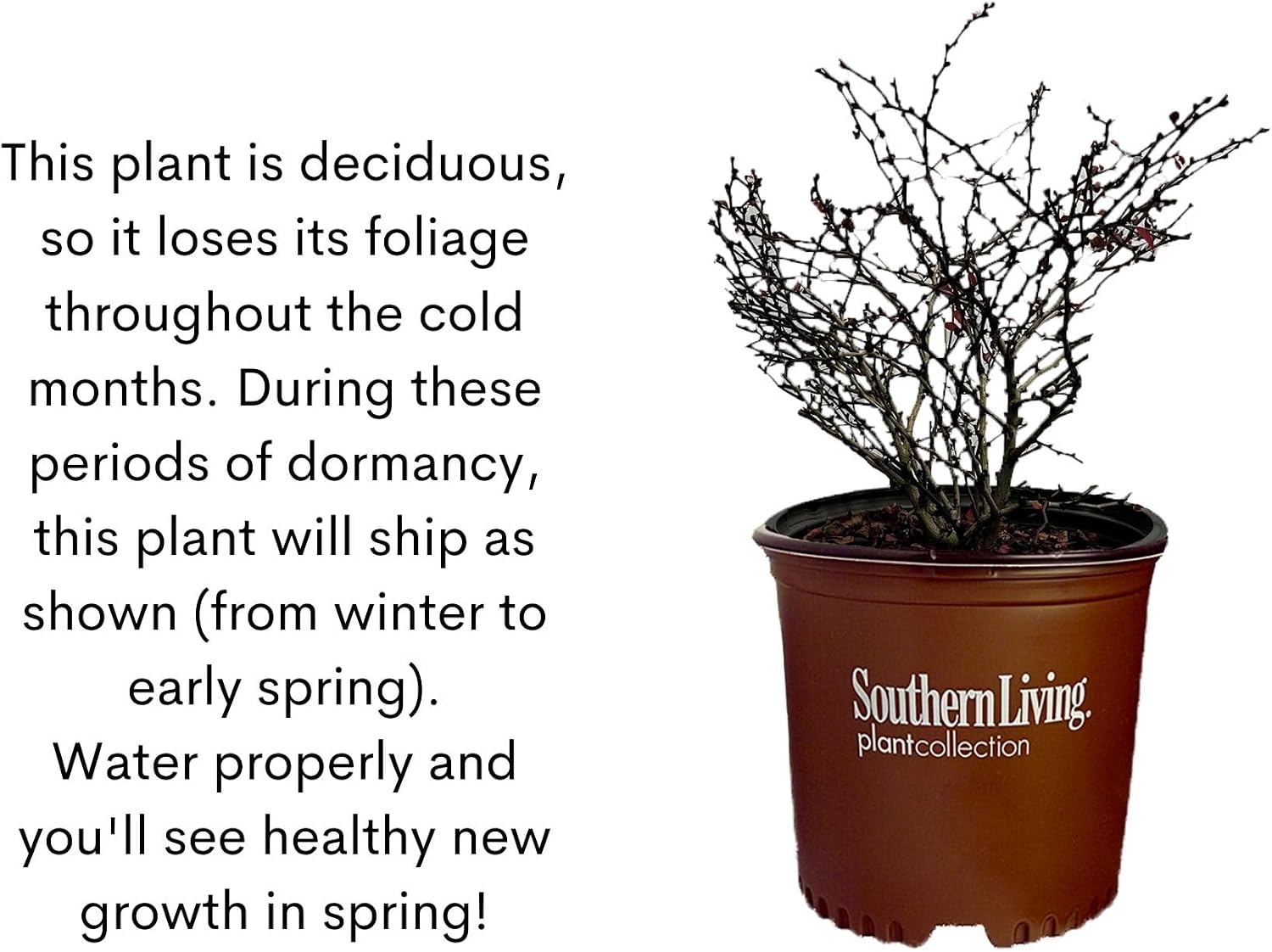 Southern Living 2 Gal. Orange Rocket Barberry Shrub