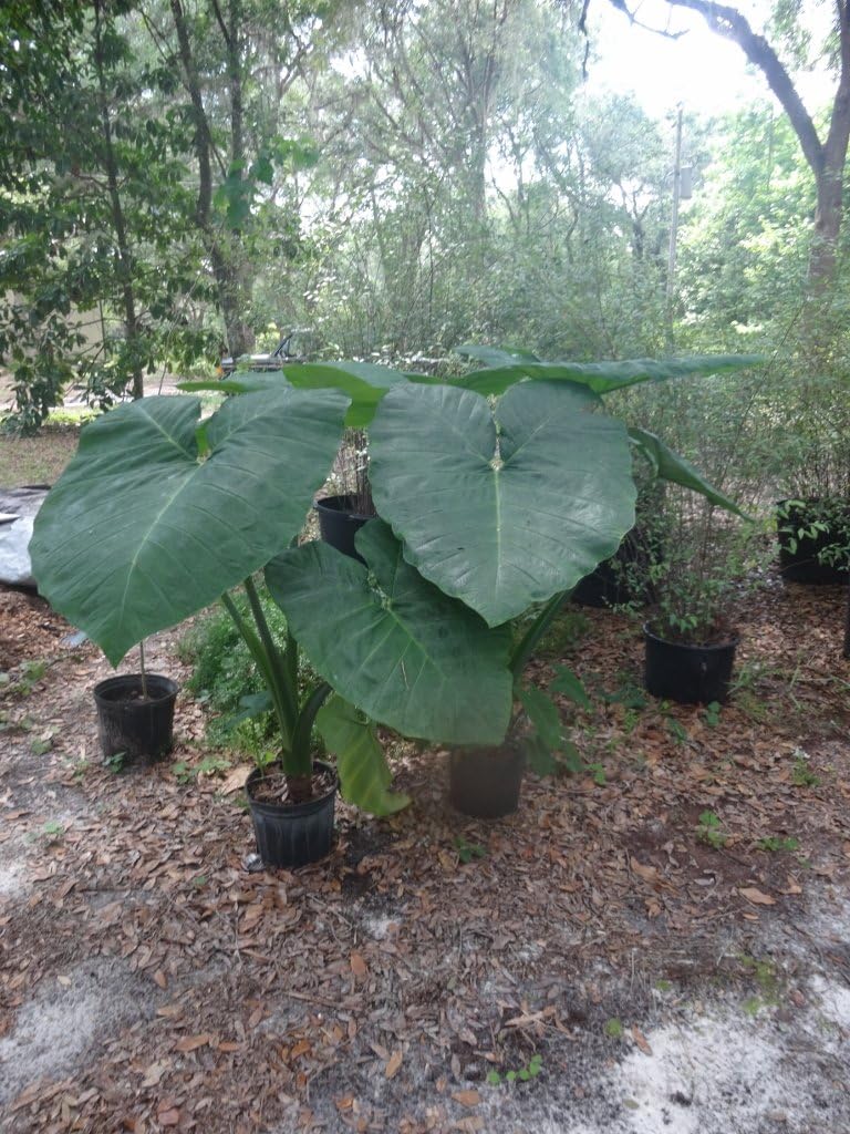 Mary’s Giant Colocasia - Elephant Ear - Taro