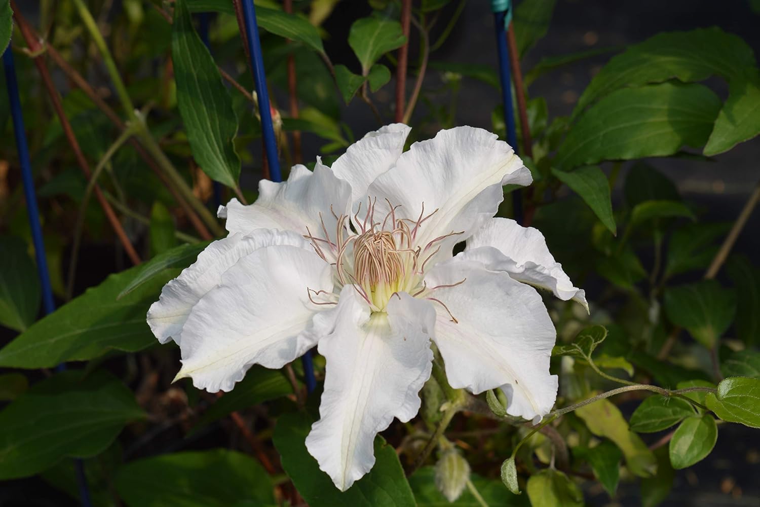 Raymond Evison Clematis - Clematis Giselle (Clematis) Perennial, pink flowers, 8`` - Size Container