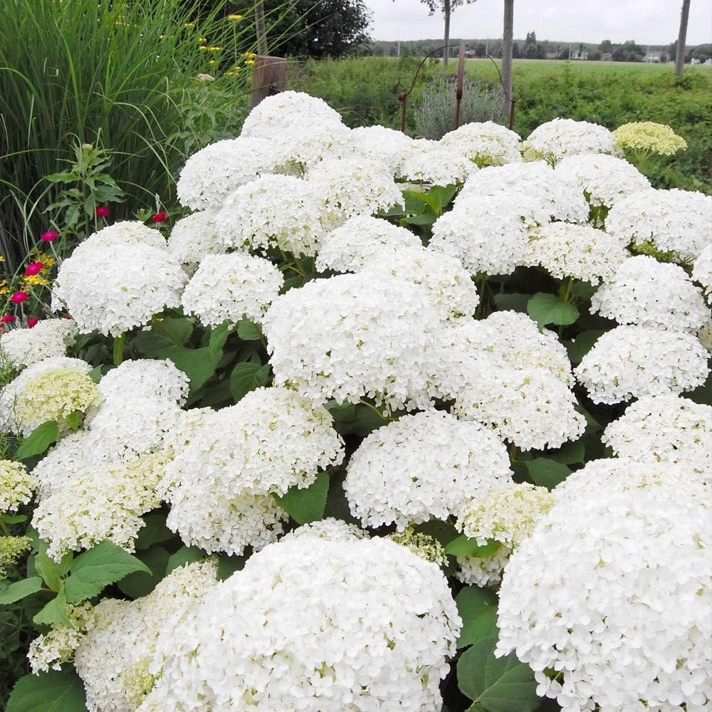 Brighter Blooms Annabelle Hydrangea Shrub, 1 Quart | No Shipping to AK, AZ, HI