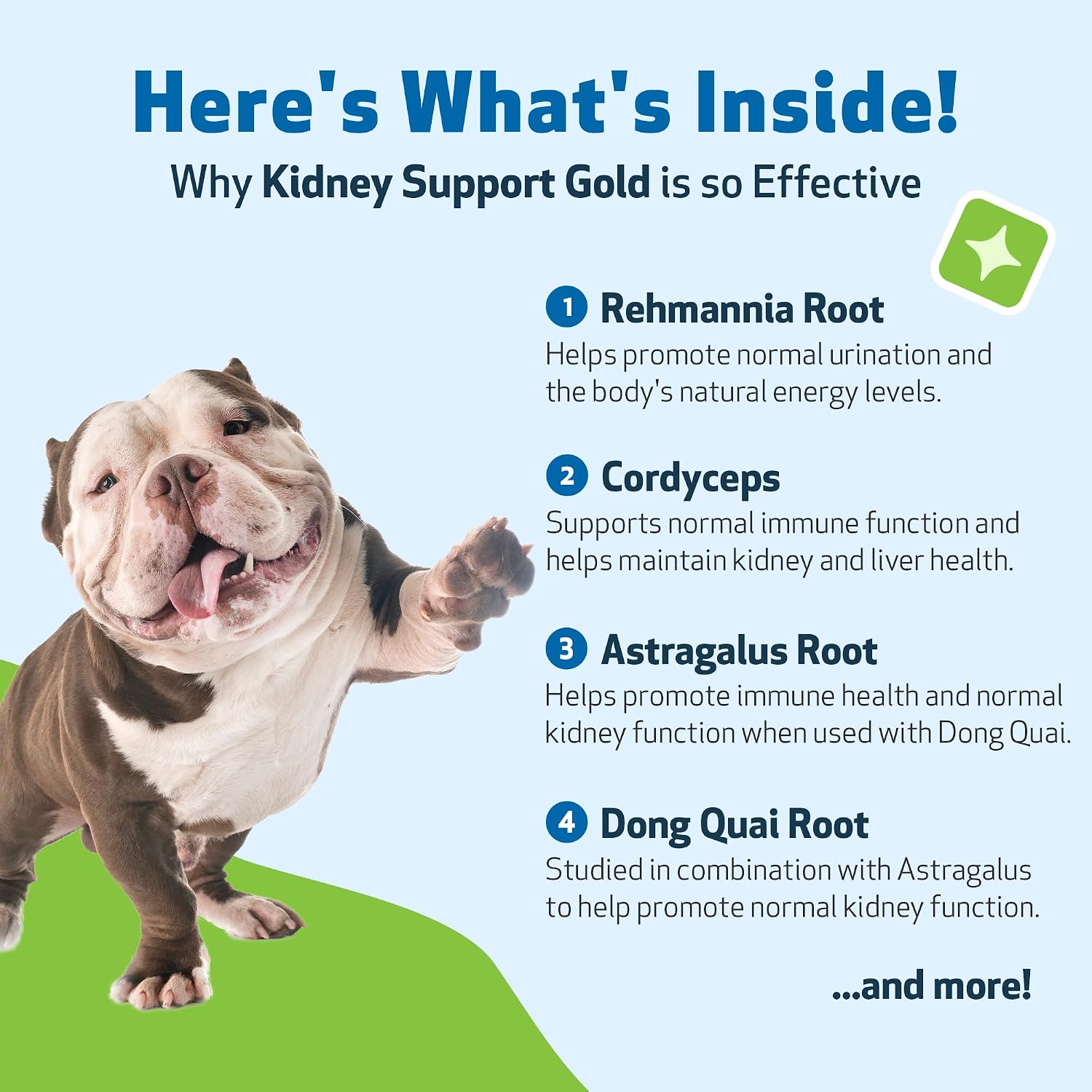 Pet Wellbeing Kidney Support Gold for Dogs - Kidney Care & Hydration, 2 oz