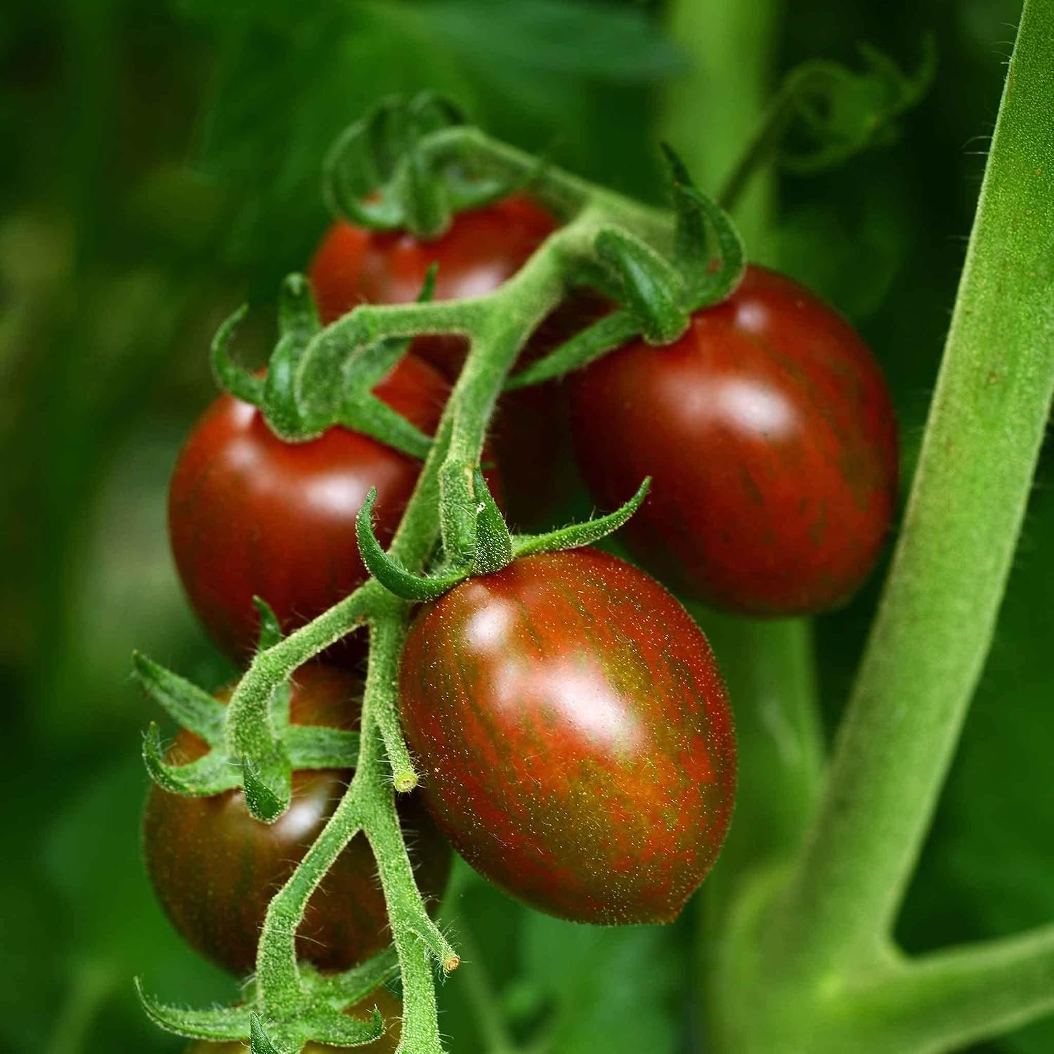 Eden Brothers Tomato Seeds - Persimmon Non-GMO Seeds for Planting, 1 oz | Low-Maintenance Vegetable Seeds, Plant During Warm Season, Zones 10, 3, 4, 5, 6, 7, 8, 9