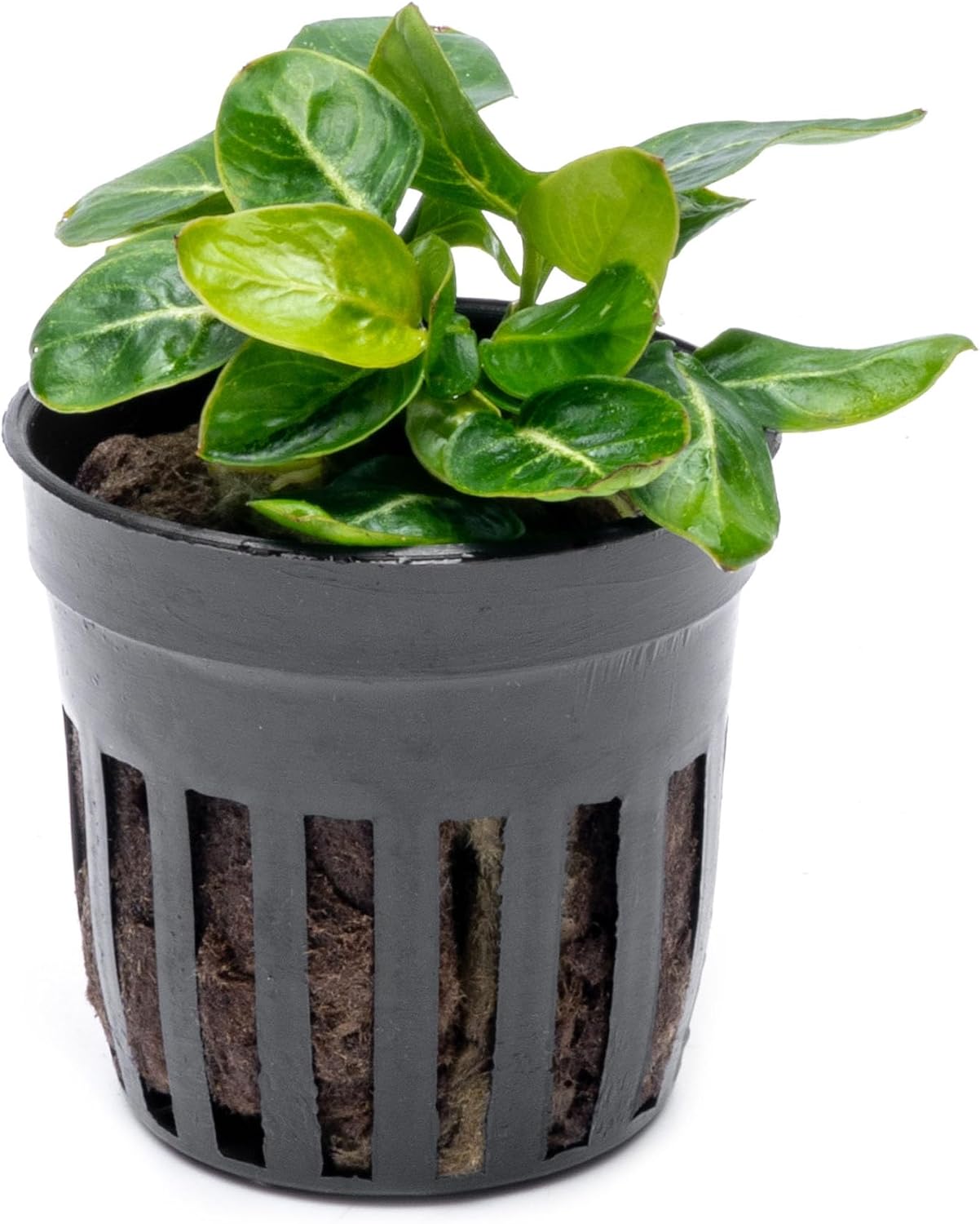 Anubias Nana Live Aquarium Plants - Potted Freshwater Plant for Fish Tanks, Terrariums - Beginner Friendly Low Light (1 Pot)