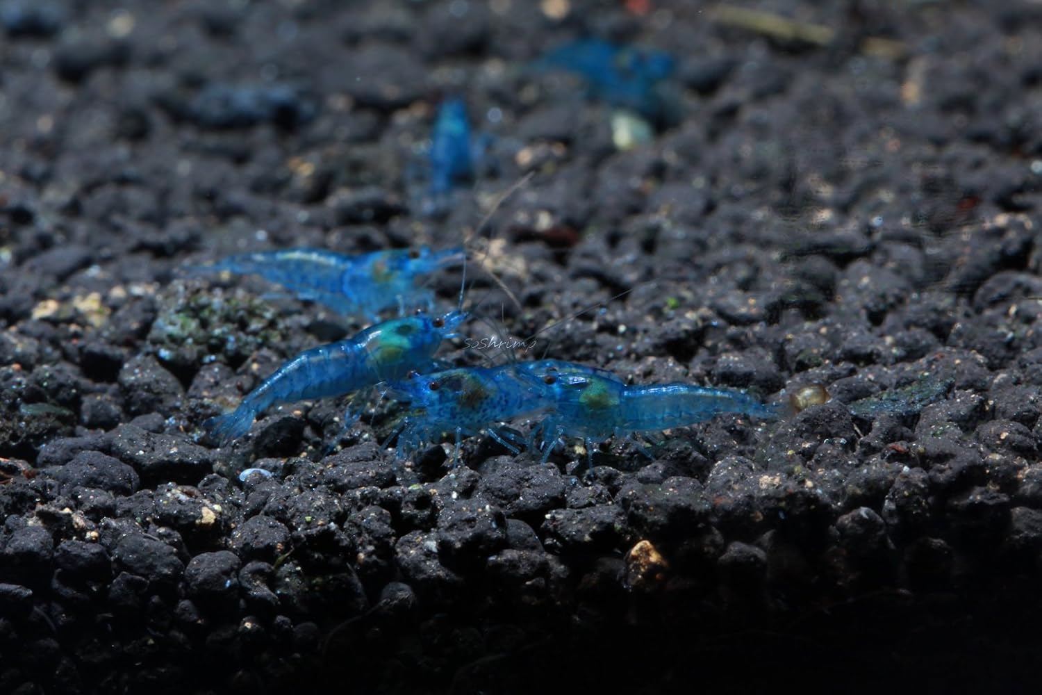 Live Freshwater Aquarium Shrimp - Neocaridina (Red Cherry, 5 Pack)