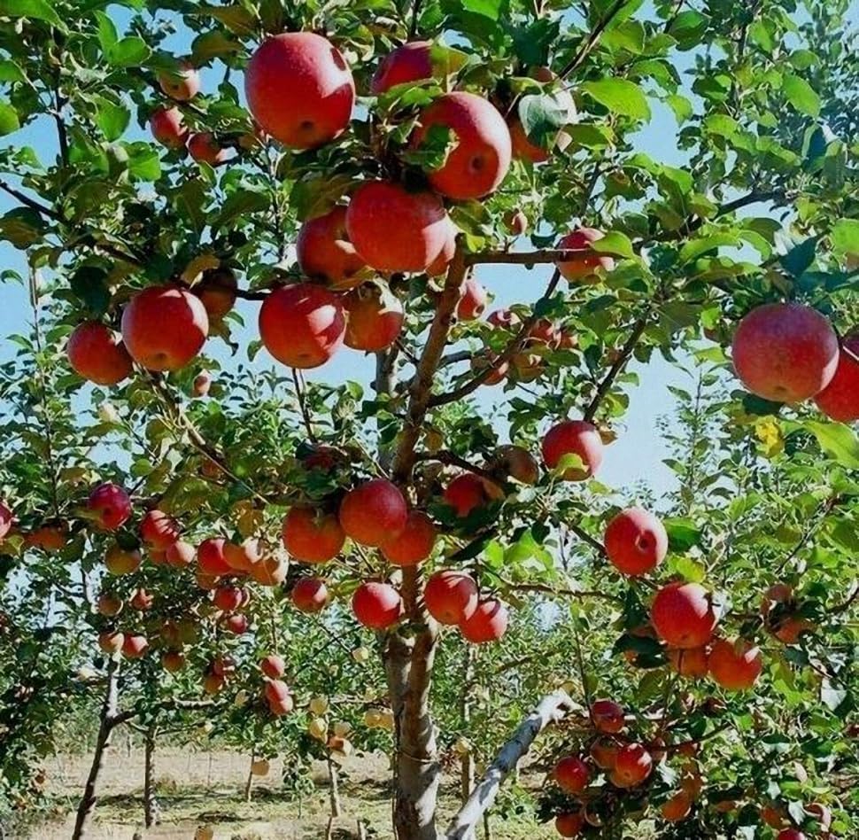 Fuji Apple Tree - Grow Fresh Fruit - Live Plant Shipped 3 Feet Tall by DAS Farms