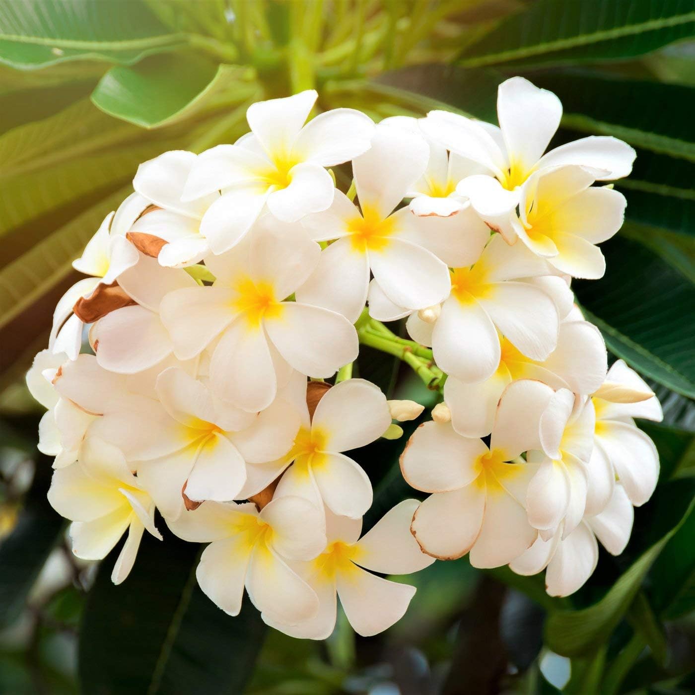 Plumeria Frangipani Plant Cuttings 4 Mixed Colors - Red, White, Yellow