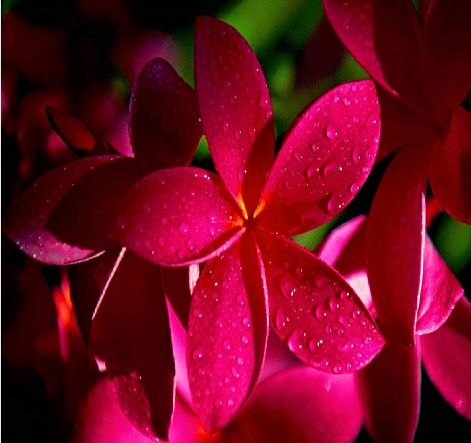 Hawaiian Red Plumeria Plant Cutting Kanoa Hawaii 1 Pack SK34