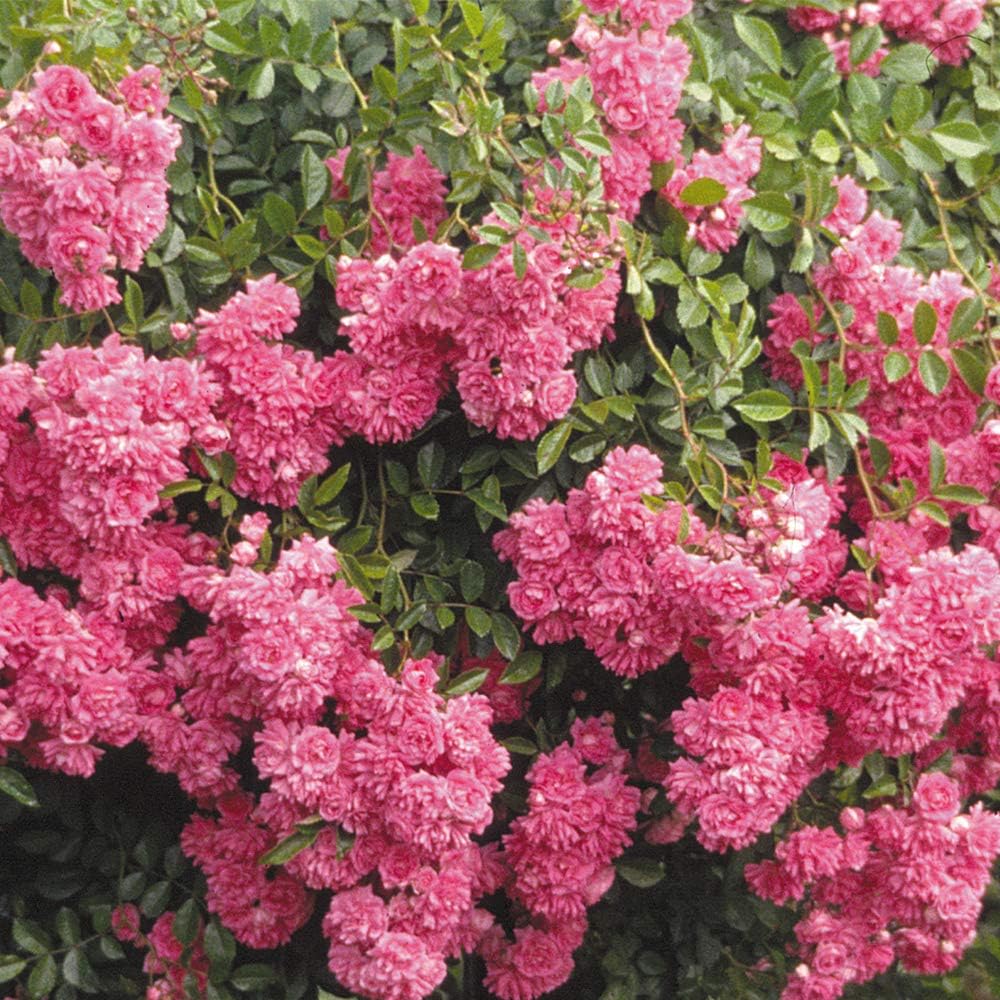 Heirloom Rambling Roses, Live Own Root Plant, Super Dorothy®