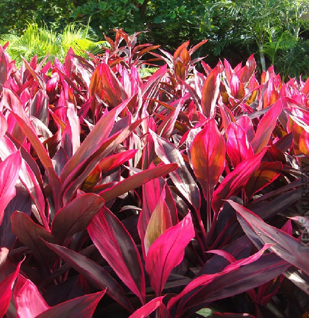 Red & Green Hawaiian "Good Luck" Ti Plant Starter Logs