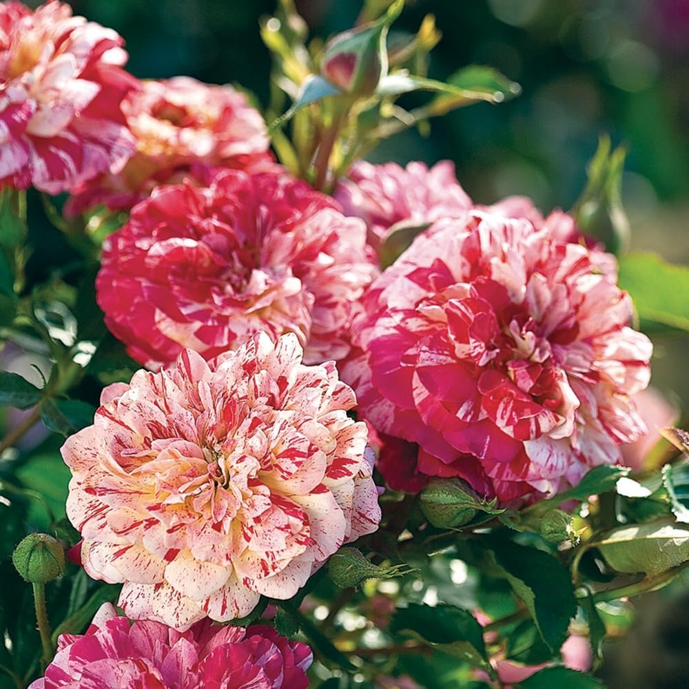 Heirloom Grandiflora Roses, Live Own Root Plant, All-American Magic™