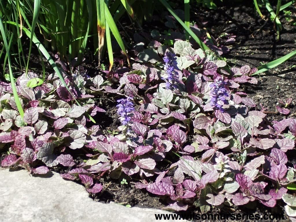 Live Ground-Cover Plants - Pachysandra Terminalis + Japanese Spurge - [Qty: 25 Bare Roots] - (Click for Other Available Plants/Quantities)