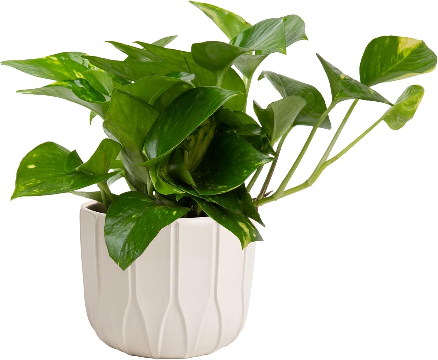 Costa Farms Golden Pothos, Live Indoor Plant, Trailing Vine, Air Purifying | Fast-growing trailing vine, one of the easiest to grow. Great indoor houseplant. Ideal housewarming or birthday gift.