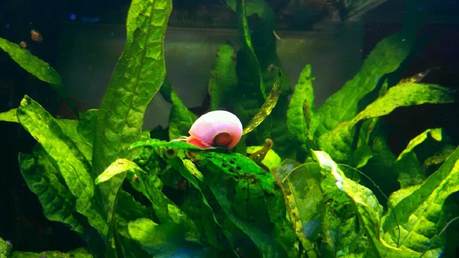 9+ Live Ramshorn Snails Aquarium or Pond, Algae Clean Up! Shipped Daily!