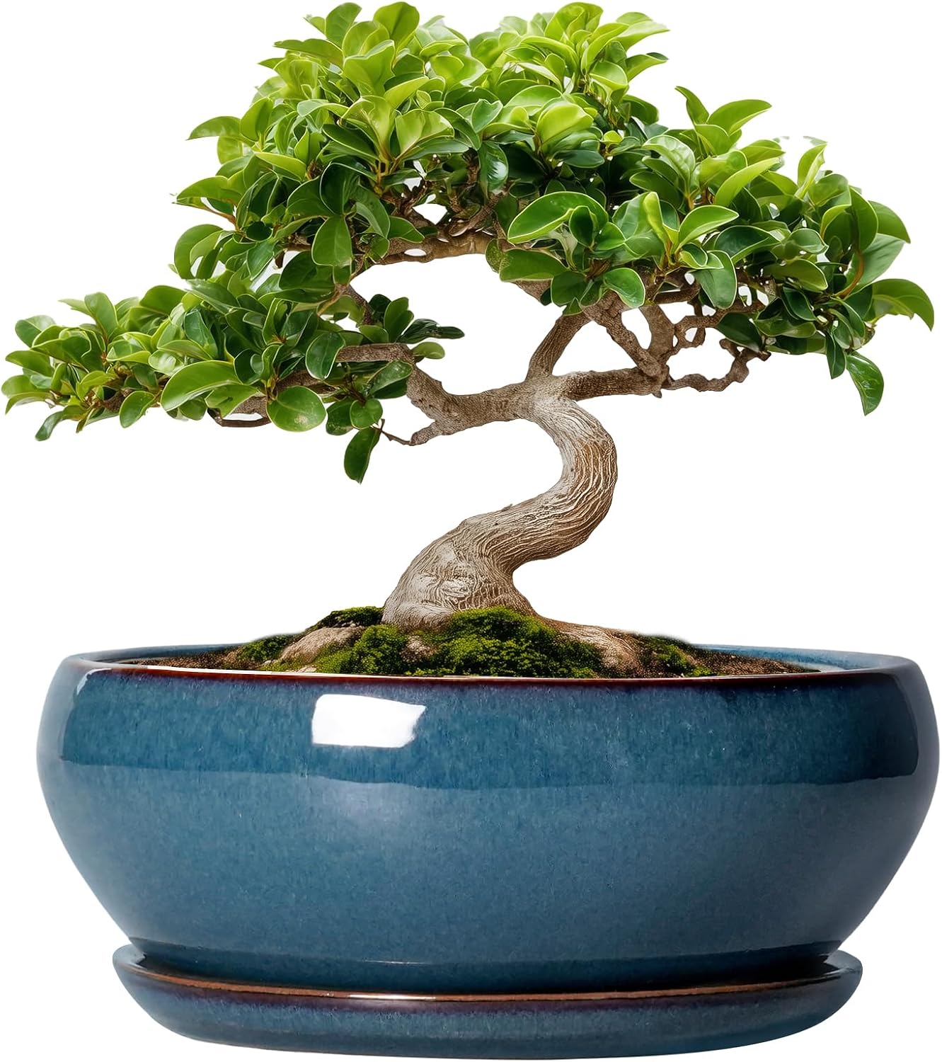 SQOWL 7 Inch Round Ceramic Succulent Planter Pot Drip Glazed Shallow Planter with Drainage Bamboo Tray for Indoor Plants