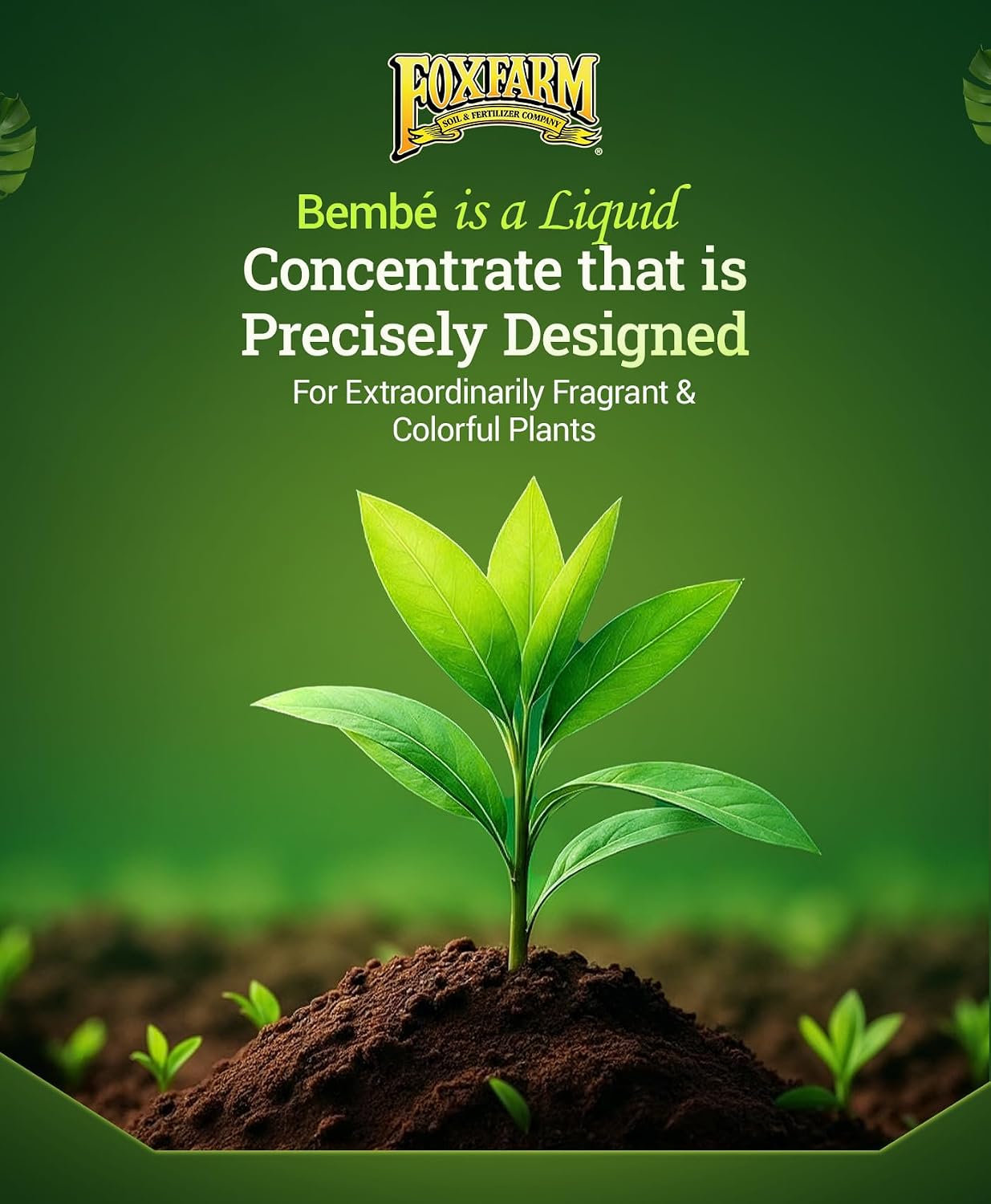 FoxFarm Bush Doctor Bembé Sweet & Dandy Liquid Plant Fertilizer - Complex Nutrient Blend - 0-1-3 PK Fertilizer for In-Ground & Hydroponic Gardens - 1 Quart