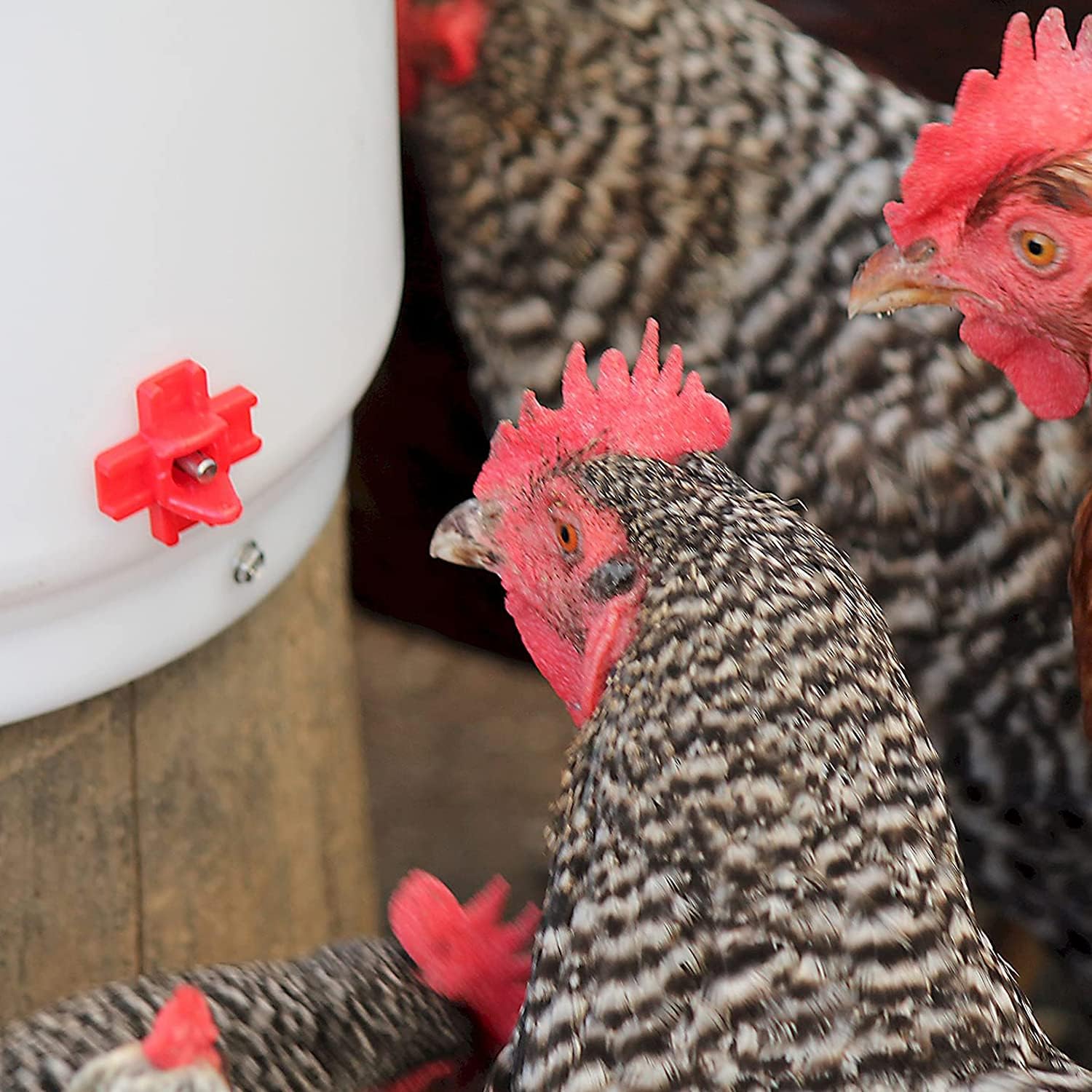 Farm Innovators HB-60P Thermostatically Controlled Heated 2 Gallon Plastic Outdoor Year Round Poultry Chicken Water Bucket Drinker, White/Red | Thermostatically controlled to keep water from freezing, side mounted drip-free/freeze-free nipples for up to…