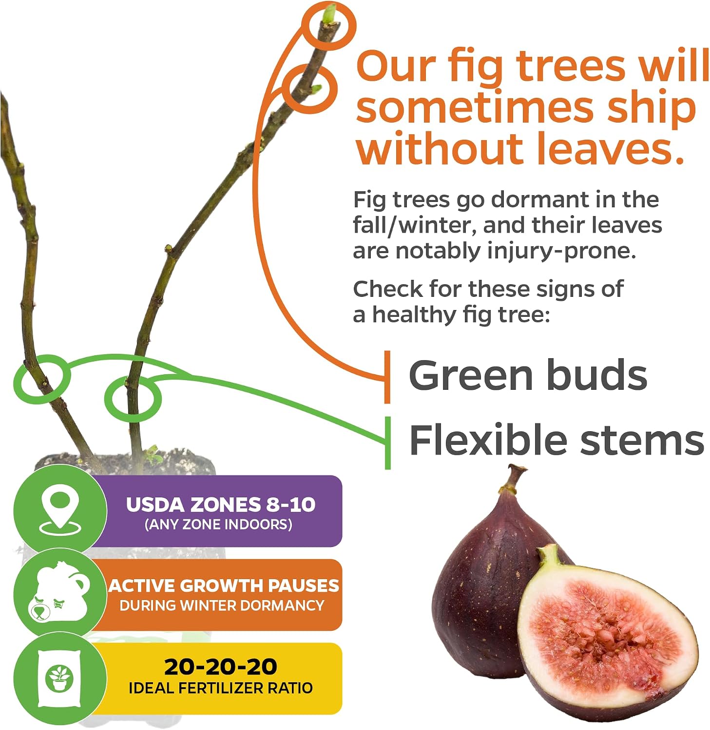 Chicago Hardy Fig Tree (1-Pack) Live Starter Plant by Wellspring Gardens | Ficus carica | Hardy & Fruitful | Ideal for Gardens | Purple-Skinned Fig | Edible Landscape Plant | Food forest