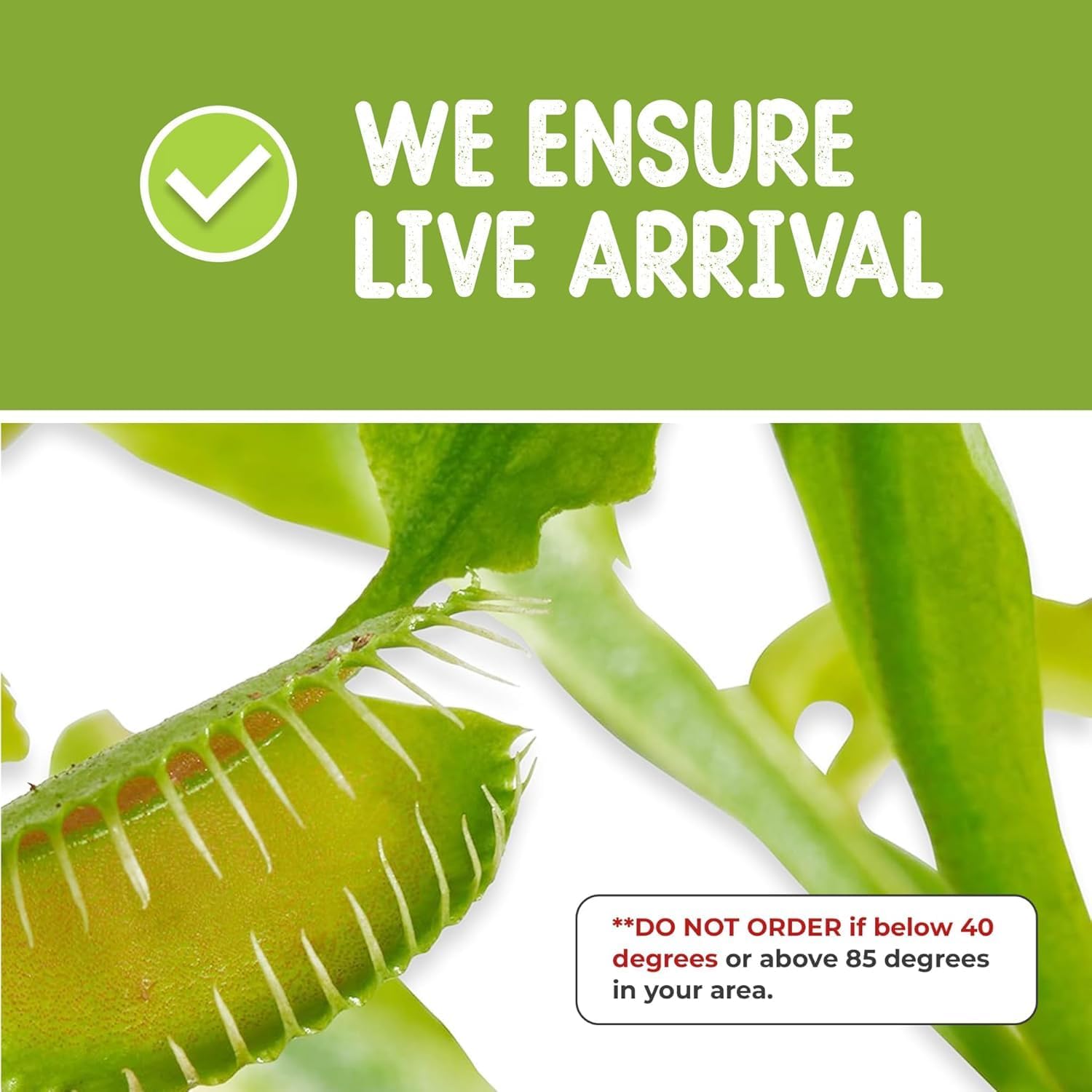 Venus Fly Trap and Sundew Live Plant Set with Terrarium and Food Bundle | 2 carnivorous plants together, protein-packed food