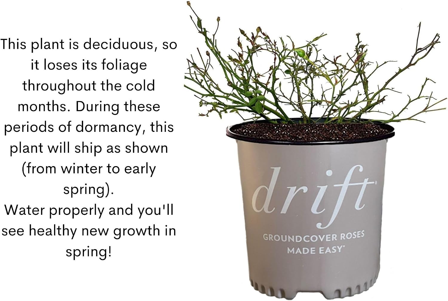 Drift 2 Gal. Popcorn Rose Shrub