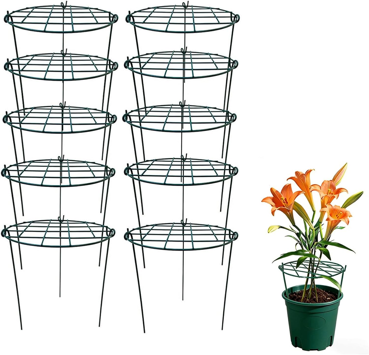 MTB Supply 5 Pack 36" x 18" Peony Double Ring Plant Support,Plant Support Stakes for Tomatoes Peony Lily Rose Plant Support Rings Peony Cages for Outdoor Plants Flowers Vegetables