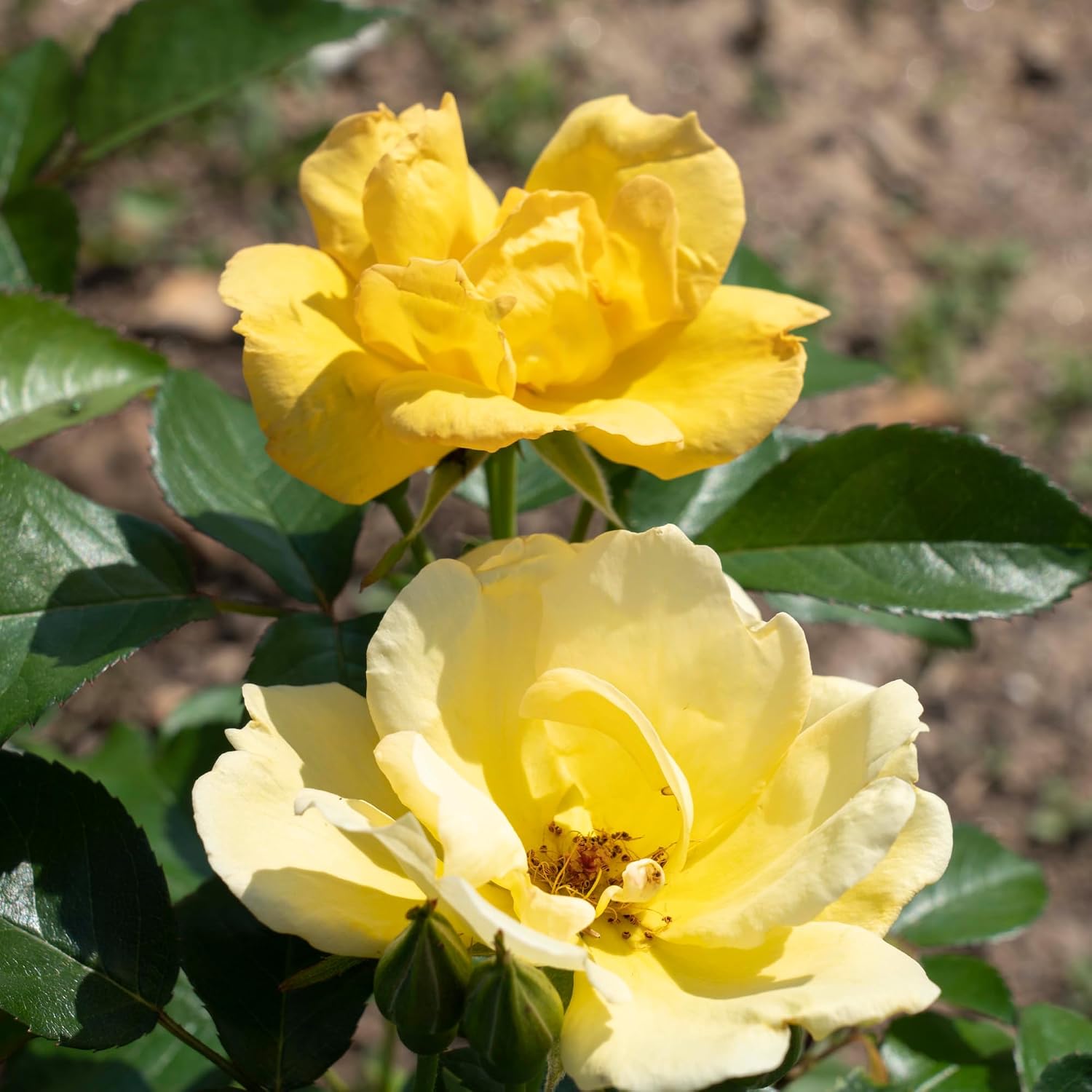 1 Gallon Easy Bee-zy Knock Out Rose