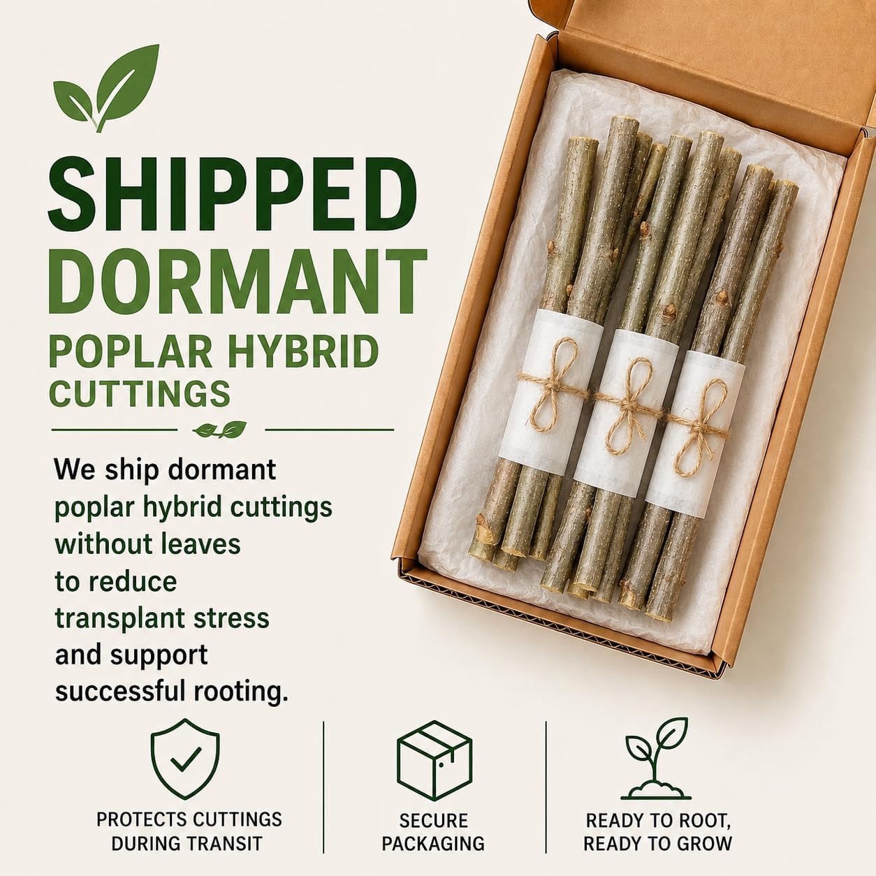 10 Hybrid Poplar Tree Cuttings