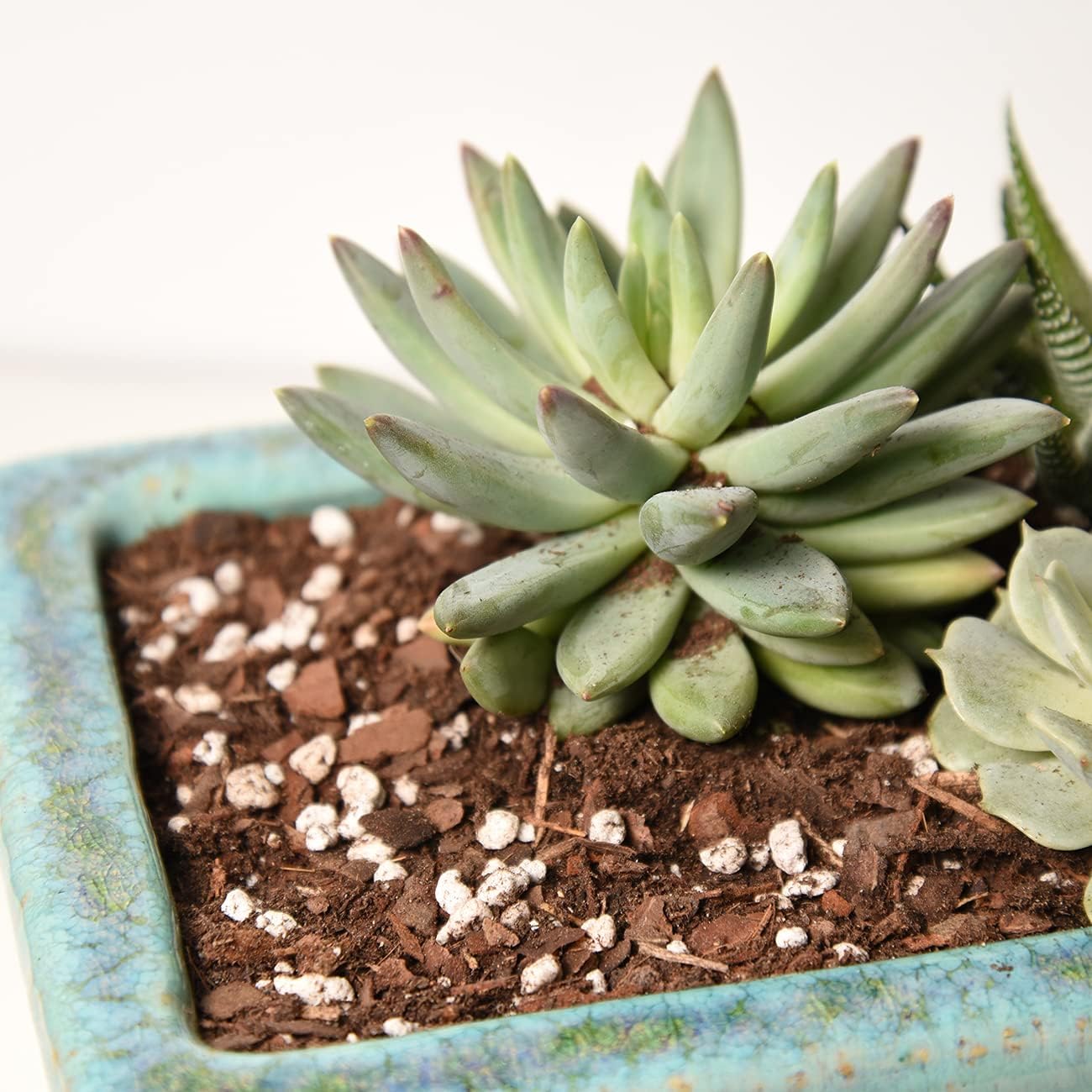 Perfect Plants Succulent & Cactus Soil, 8 qt, Organic Potting Mix | Fast draining blend of peat moss, composted pine bark, perlite and lime for the dry roots cacti love, resealable bag