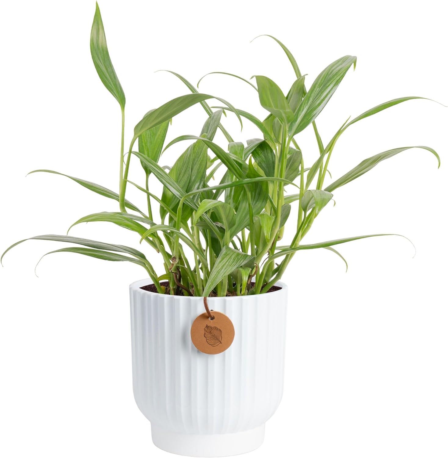 Costa Farms Golden Pothos, Live Indoor Plant, Trailing Vine, Air Purifying | Fast-growing trailing vine, one of the easiest to grow. Great indoor houseplant. Ideal housewarming or birthday gift.