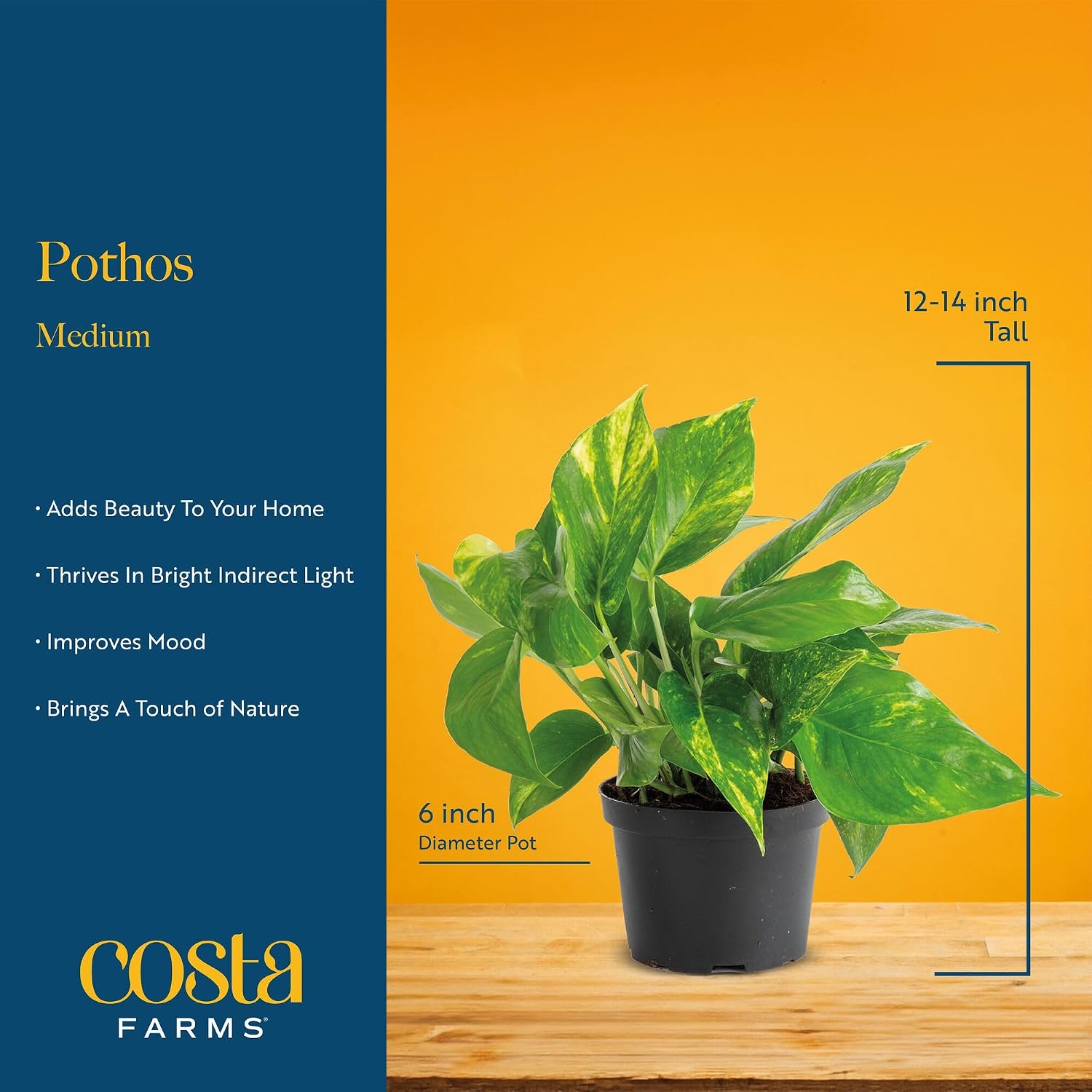 Costa Farms Golden Pothos, Live Indoor Plant, Trailing Vine, Air Purifying | Fast-growing trailing vine, one of the easiest to grow. Great indoor houseplant. Ideal housewarming or birthday gift.