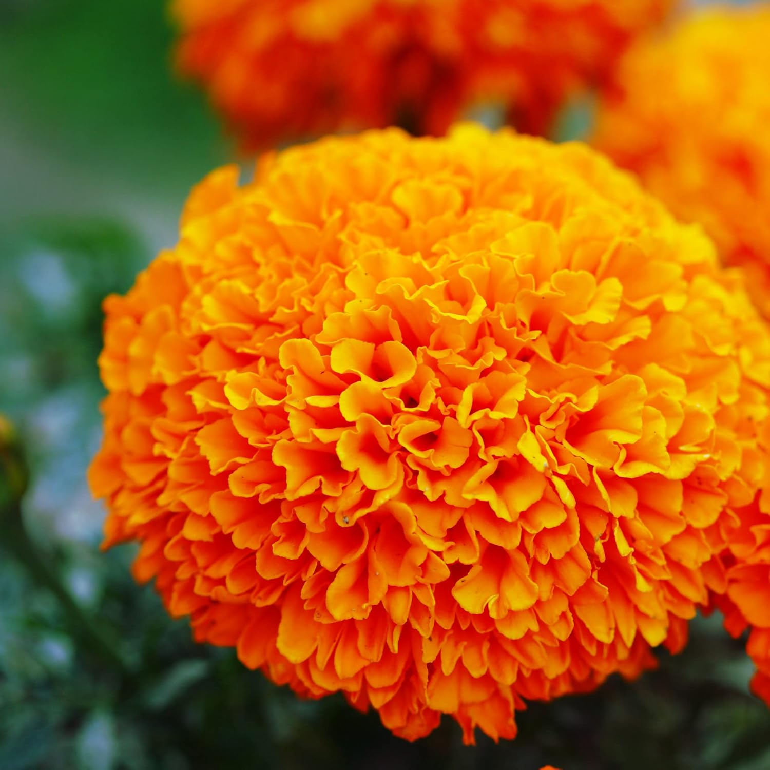Park Seed Whopper Mix Marigold Flower Seeds – Giant 4-Inch Double Blooms in Yellow, Gold & Orange, Compact and Weather-Resistant Plants, Easy to Grow for Beds or Containers – Pack of 25