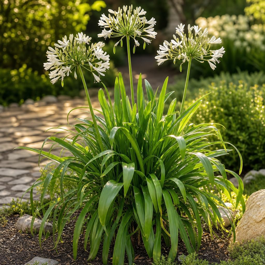 Agapanthus Africanus Getty White | 60 Live Plants | Evergreen Perennial, Summer Blooms, Long-Lasting Flowers, Low Maintenance, Container Friendly, Dramatic Foliage, Pollinator Friendly
