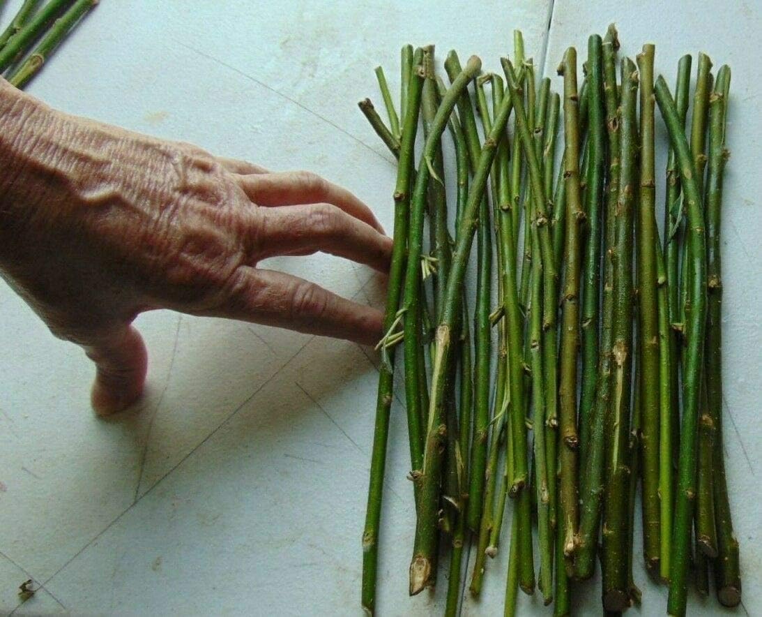 20 Thin Hybrid Willow Trees - Pencil Sizer or Smaller - Grow 20 Trees