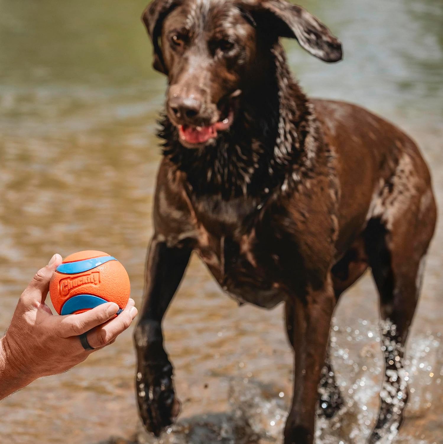 Chuckit! Ultra Ball Dog Toy - Size Large - For Dogs 60-100 lbs - Made from Durable Rubber - Super Bouncy - Floats in Water - 3-inch Diameter - Pack of 1