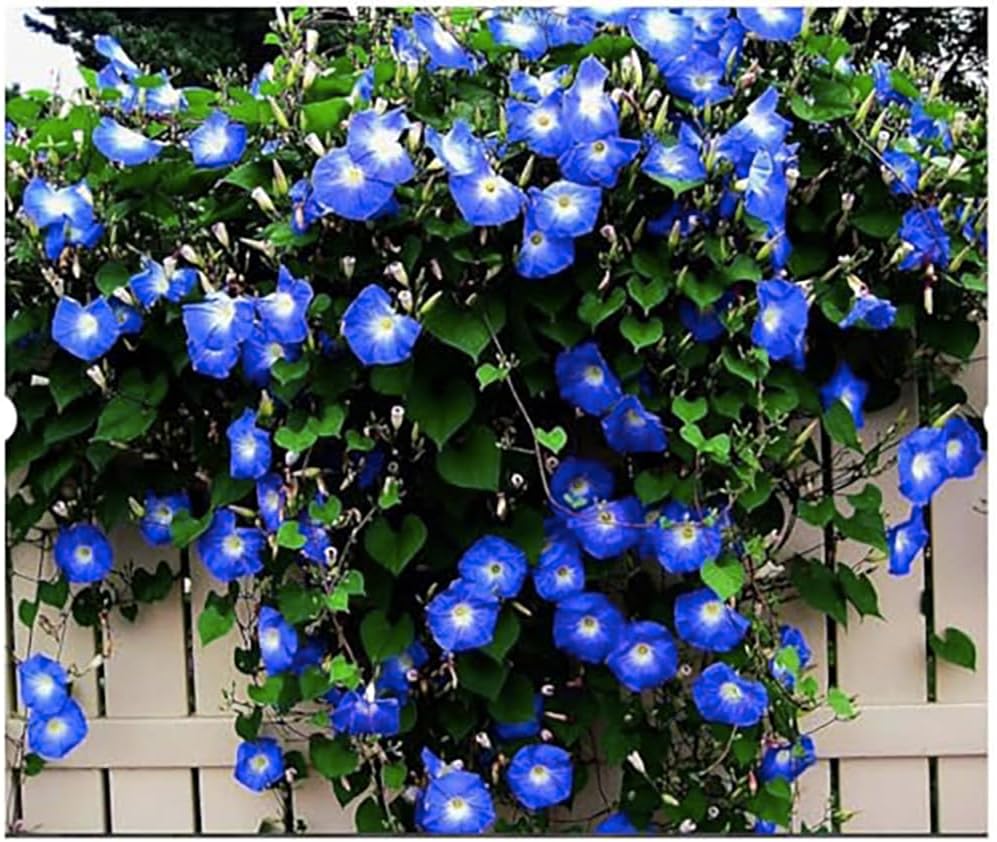 Morning Glory Seeds for Planting - 250 Fresh Seeds - Heavenly Blue Climbing Vine Flower Seed - Attracts Butterflies & Hummingbirds - Fast Growing