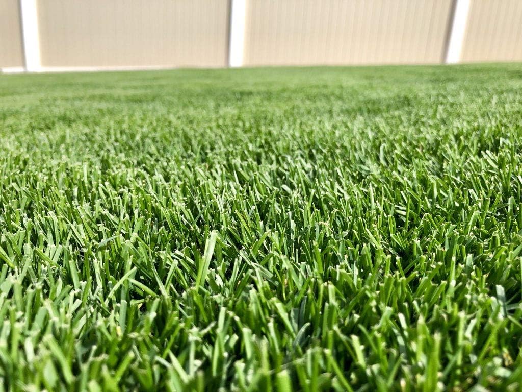 Barenbrug Turf Blue Healthy Grass Technology Grass Seed with Yellow Jacket Coating - Heavy Traffic Seed for Use on Sports Fields, Golf Courses, Parks